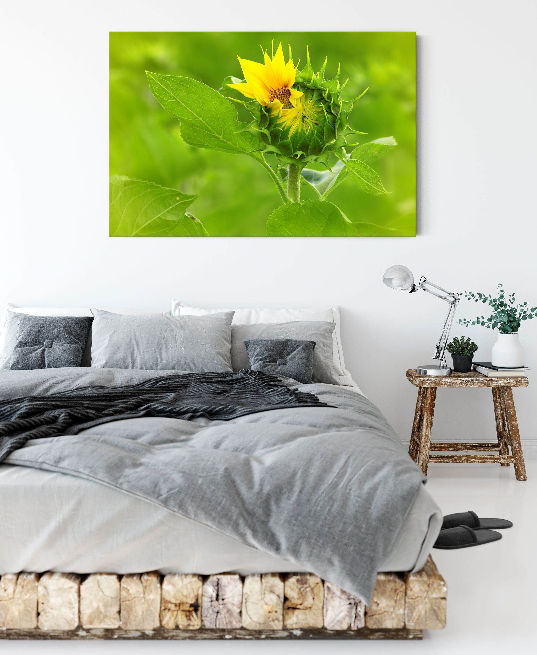Leinwandbild Zackenaufhänger (1 Sonnenblume Aufblühende Pixxprint bespannt, Aufblühende St), fertig inkl. Leinwandbild Sonnenblume,