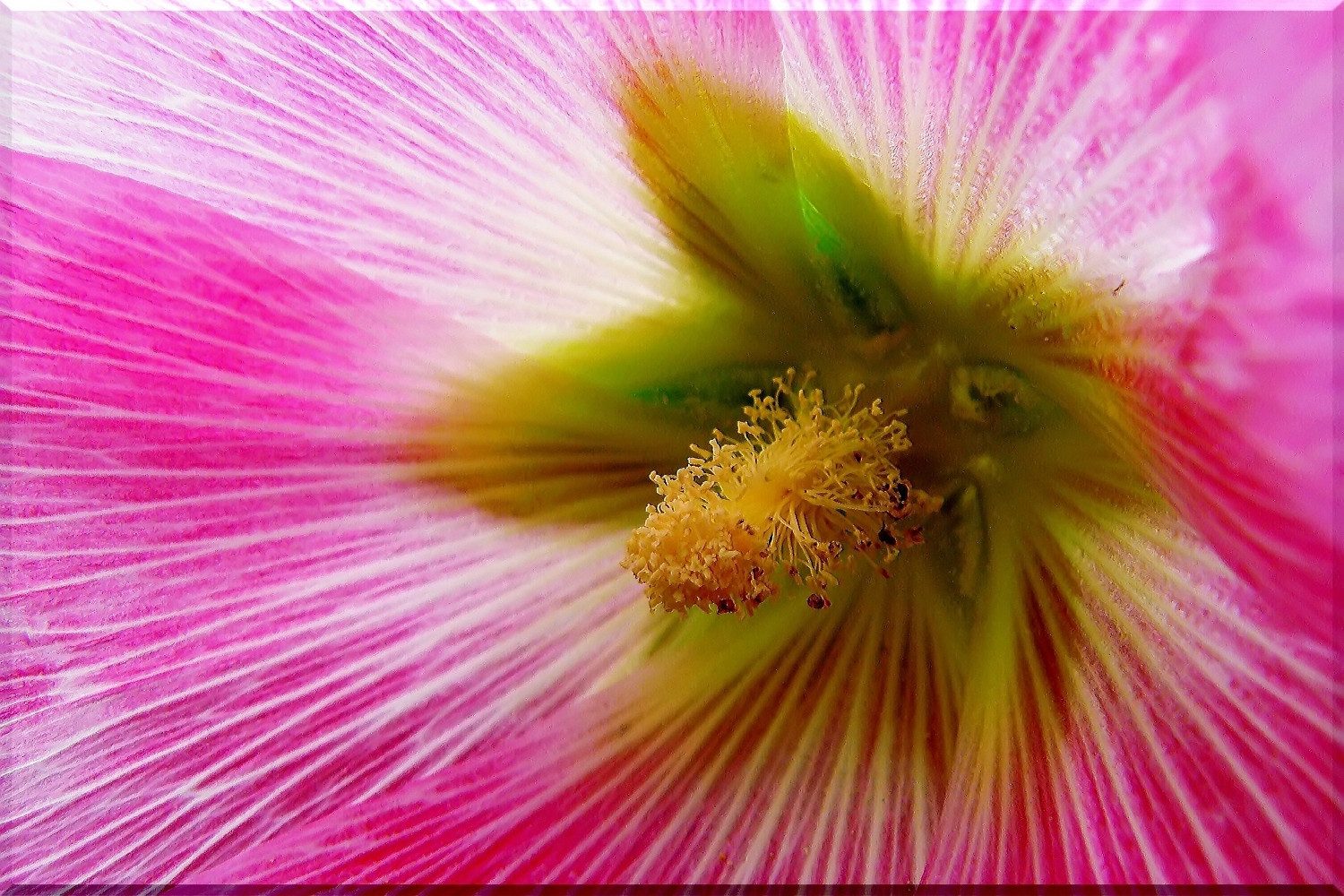 SAFLAX Blumensamen SAFLAX - Samen - Stockrosen - Mix – Bild 3 von 5