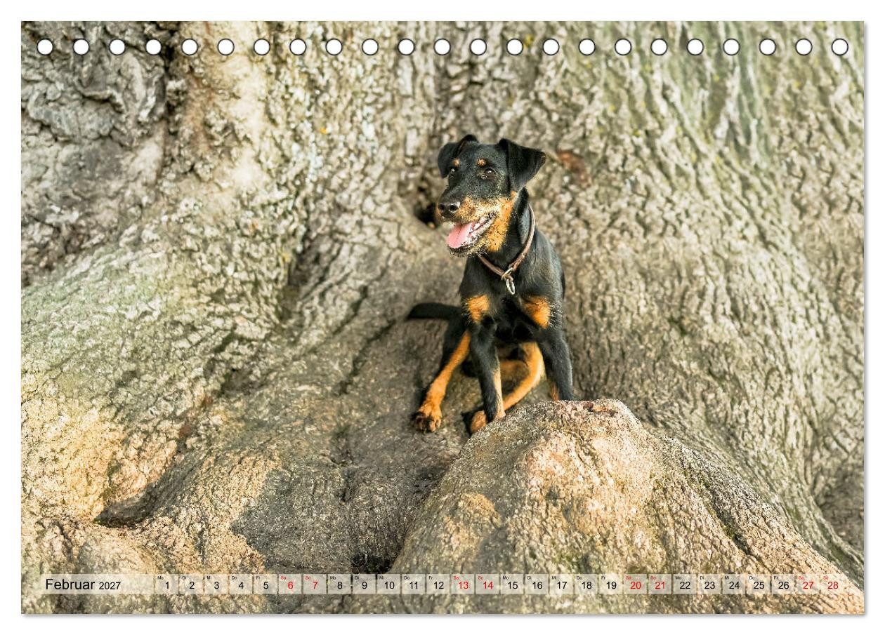 CALVENDO Wandkalender Deutscher Terrier - ein leidenschaftlicher Jäger (Tischkalender 2027 D