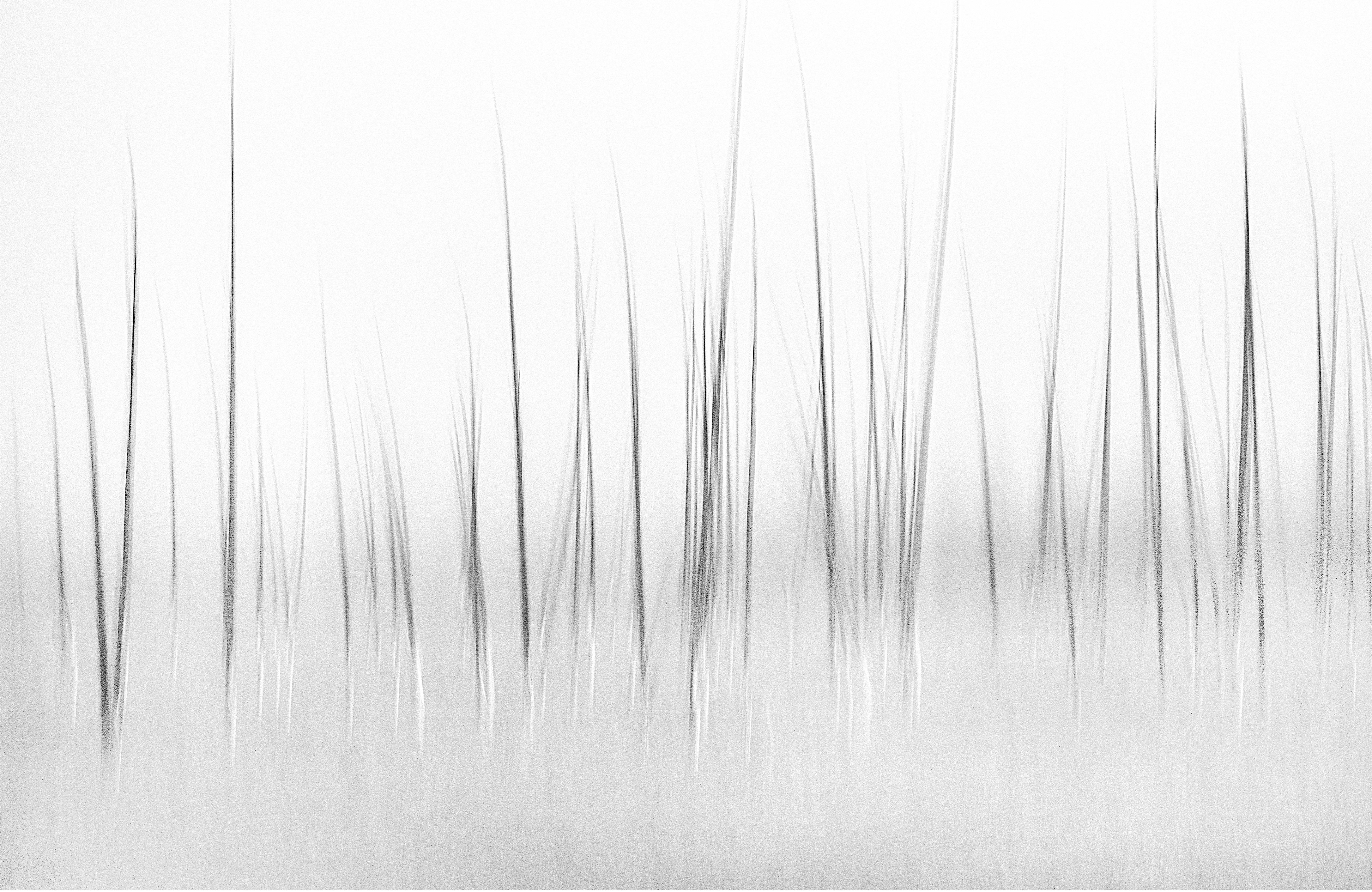 Fototapete VLIES-Tapete Premium Natur Gras Gräser Kunst modern Schwarz Weiß