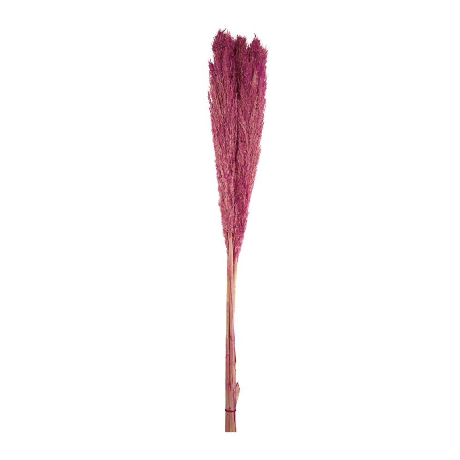 Trockenblume 3 Arundo donax - pink - Wild reed - Pfahlrohr 115 - cm Stück, DIJK plume