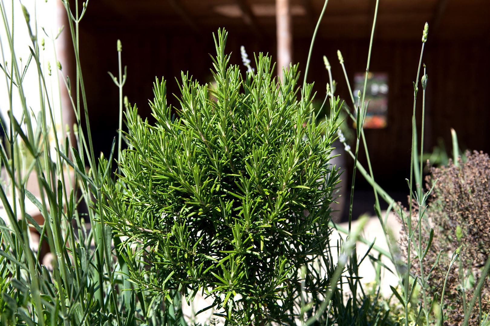 Pflanzen für Dich Staude Rosmarinus officinalis, 1 St., Rosmarin günstig online kaufen