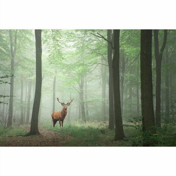 nikima Fototapete Hirsch im Wald Vliestapete Kinderzimmer, foto, inkl. Kleister