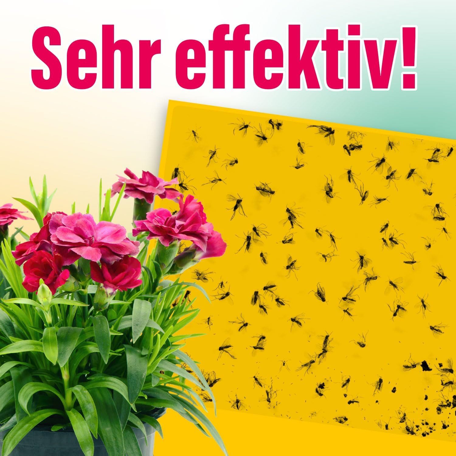 Inseko Klebefalle 21 x inseko Gelbsticker I Gelbtafeln gegen Trauermücken, Gelbfalle 100% giftfrei