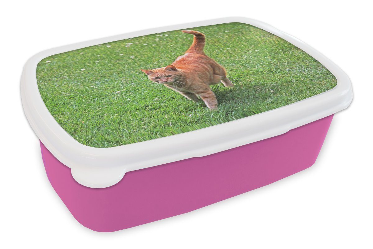 MuchoWow Lunchbox Katze - Rot - Katze - Mädchen - Kinder - Jungen - Kind, Kunststoff, (2-tlg), Brotbox für Erwachsene, Brotdose Kinder, Snackbox, Mädchen, Kunststoff rosa