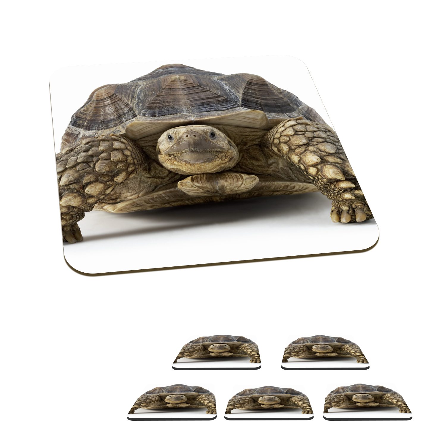 MuchoWow Glasuntersetzer Schildkröte - Tiere - Weiß, Zubehör für Gläser, 6-tlg., Glasuntersetzer, Tischuntersetzer, Korkuntersetzer, Untersetzer, Tasse