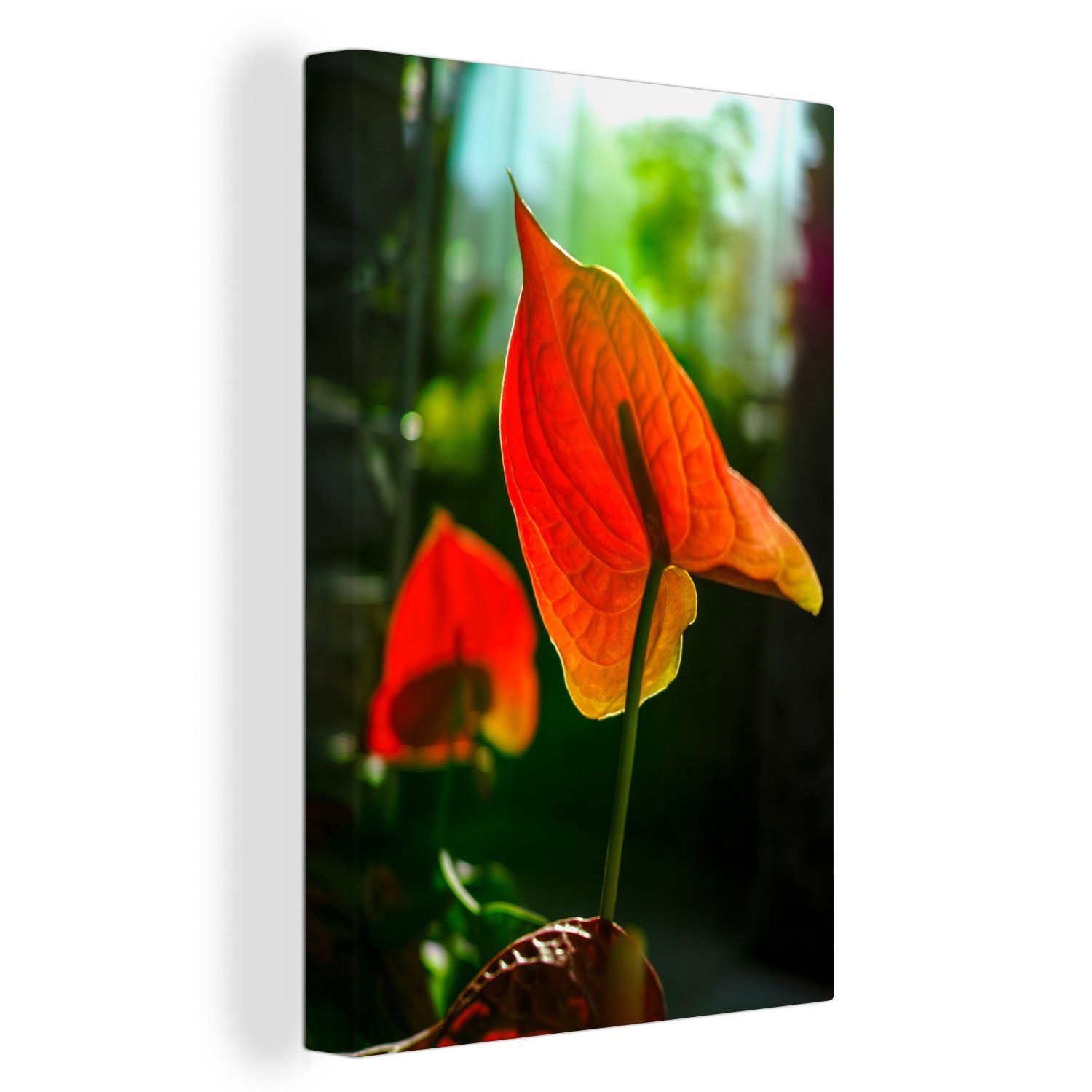 OneMillionCanvasses® Leinwandbild Sonnenlicht scheint durch eine Anthuriumblüte, (1 St), Leinwandbild fertig bespannt inkl. Zackenaufhänger, Gemälde, 20x30 cm
