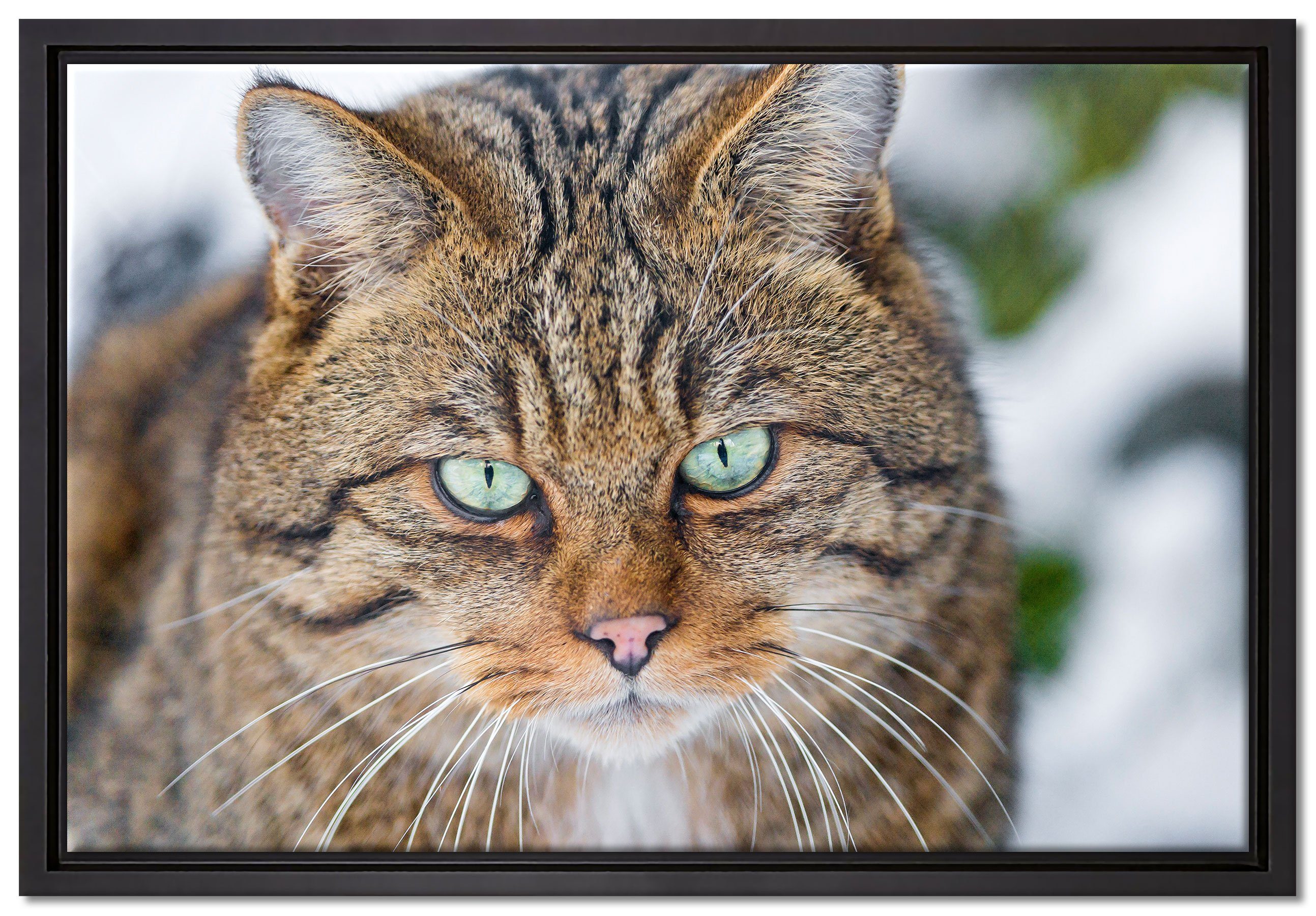 Pixxprint Leinwandbild lauernde Manul, Wanddekoration (1 St), Leinwandbild fertig bespannt, in einem Schattenfugen-Bilderrahmen gefasst, inkl. Zackenaufhänger