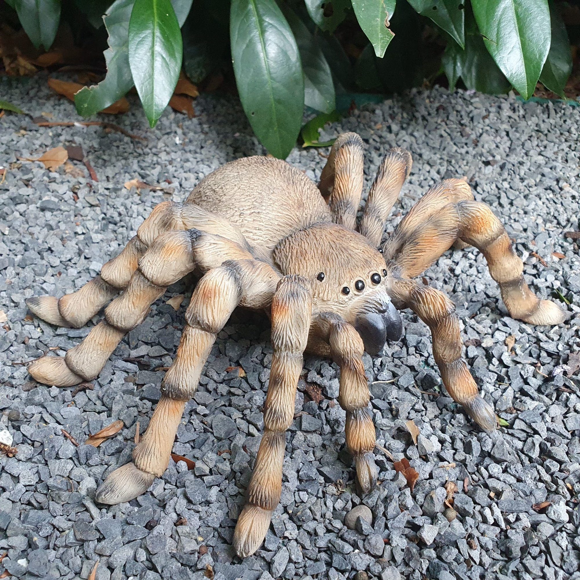 Aspinaworld Gartenfigur Gartenfigur Spinnen Figur Vogelspinne 26 cm breit | Figuren