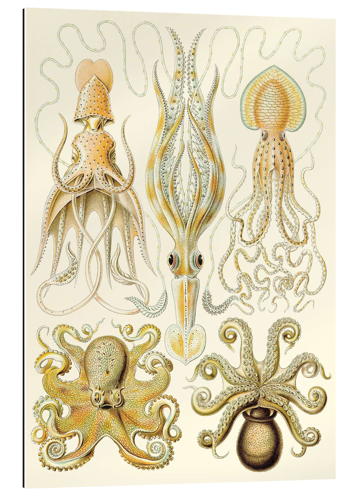 Posterlounge XXL-Wandbild Ernst Haeckel, Kopffüßer, Gamochonia - Kunstformen der Natur, 1899, Badezimmer Maritim Malerei