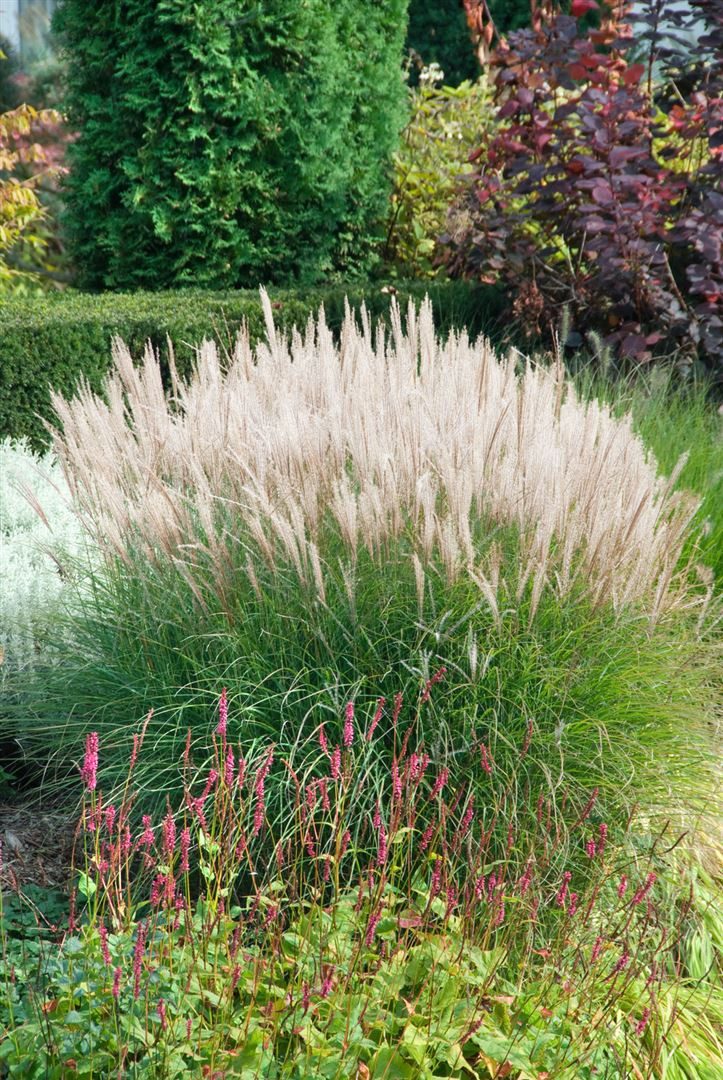 Pflanzen für Dich Gräser Miscanthus sinensis Große Silberblüte, 1 St., Chinaschilf, Silberfeder, Eulaliagras, silberne Blütenrispen, hoher Wuchs