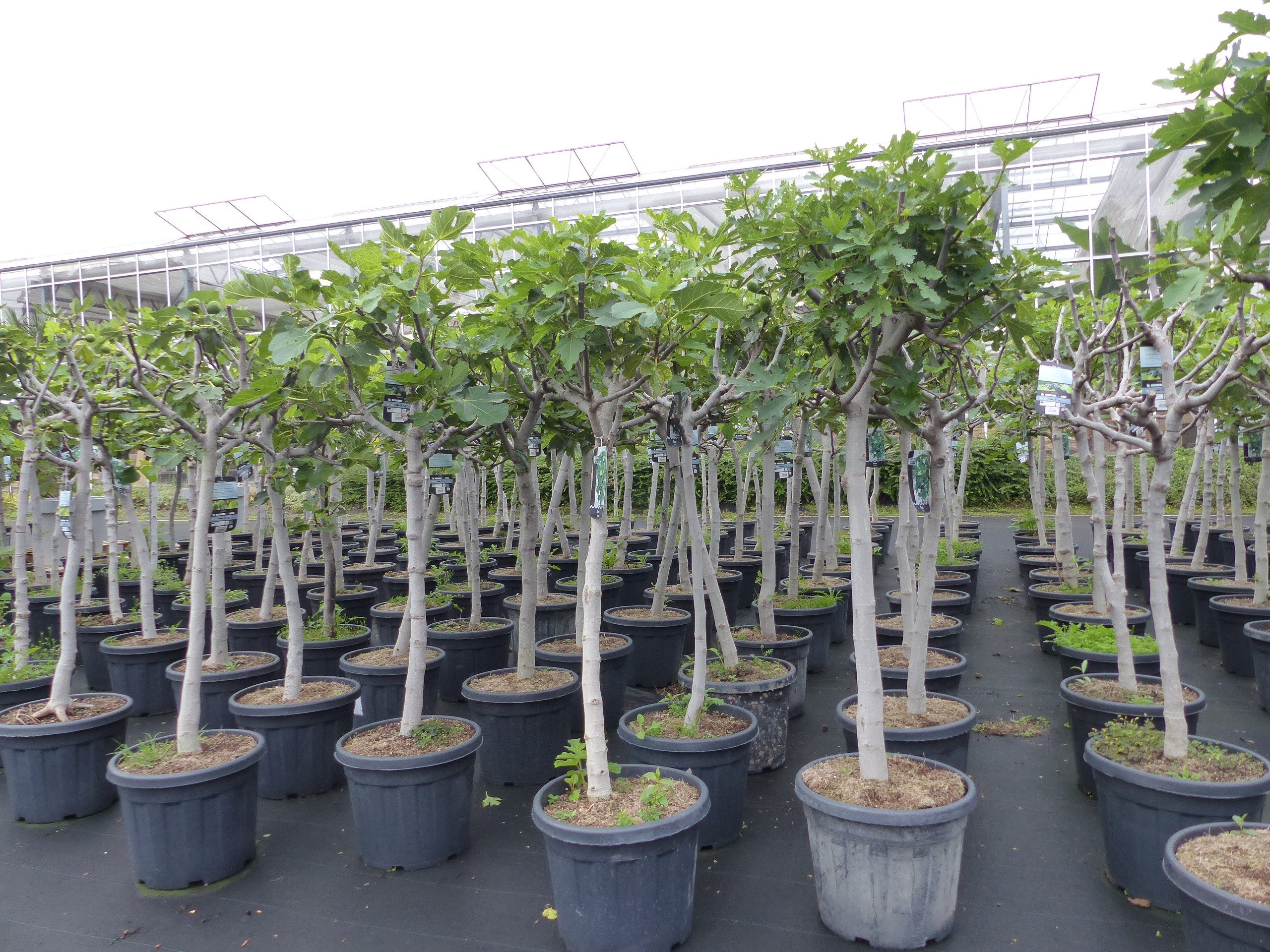 gruenwaren jakubik Feigenbaum Feigenbaum 180 cm Stammumfang 14 - 20 cm, win günstig online kaufen