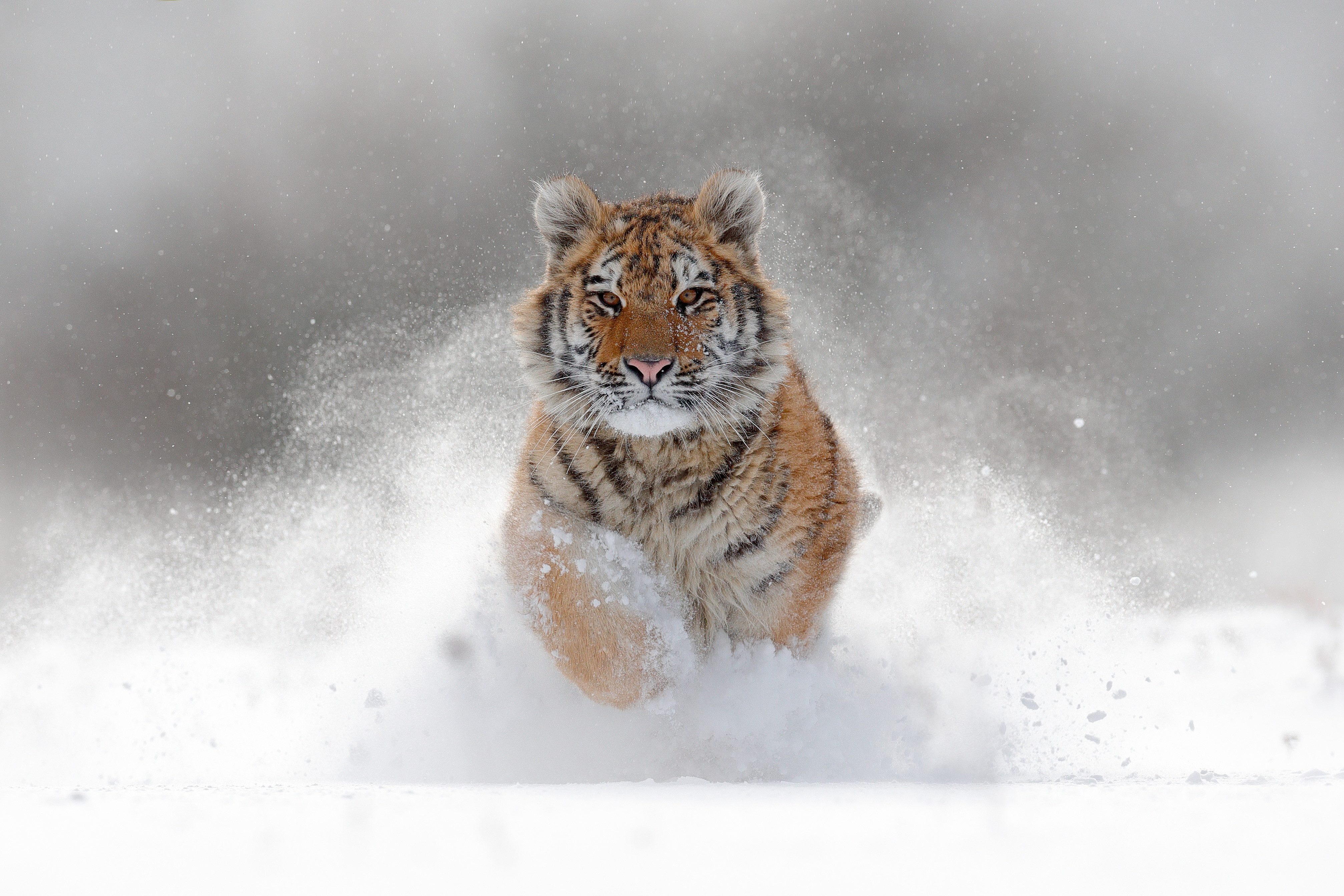 Fototapete VLIES-Tapete Premium "Sibirischer Tiger"