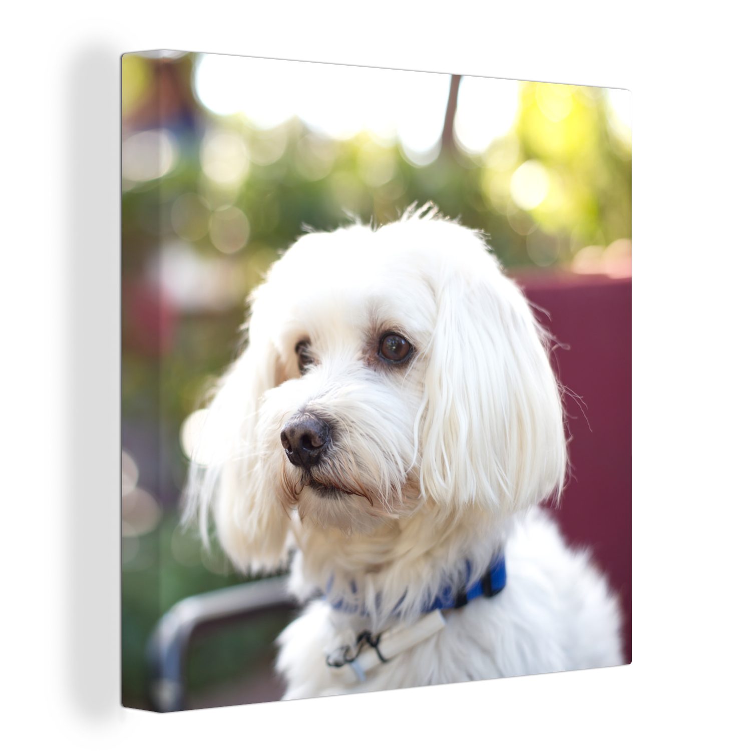 Schlafzimmer Bilder für (1 Hund, St), Malteser Niedlicher Leinwandbild Wohnzimmer OneMillionCanvasses® Leinwand