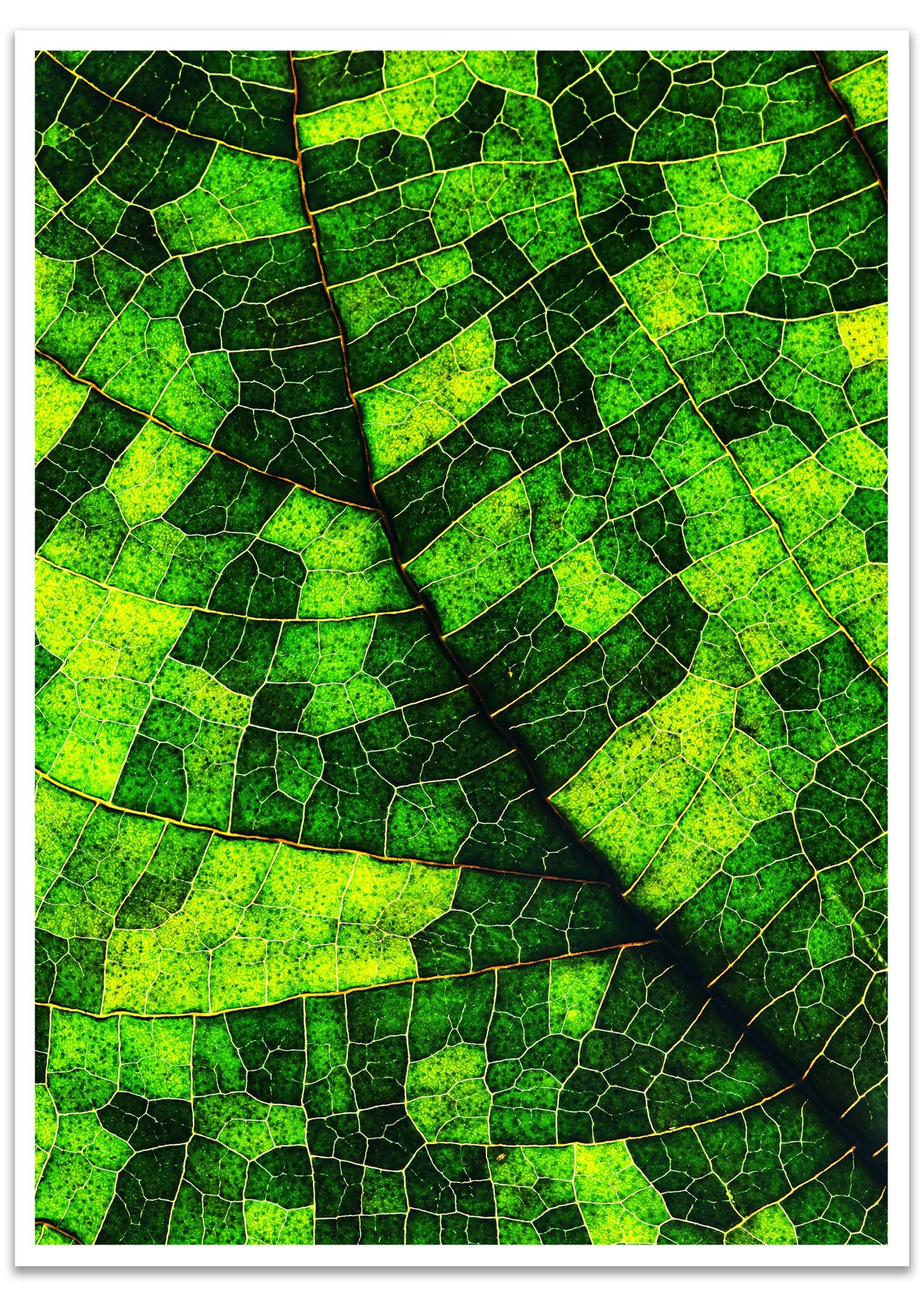 wandmotiv24 Poster Blatt, Pflanze, grün, Natur (1 St), Wandbild, Wanddeko, Poster in versch. Größen