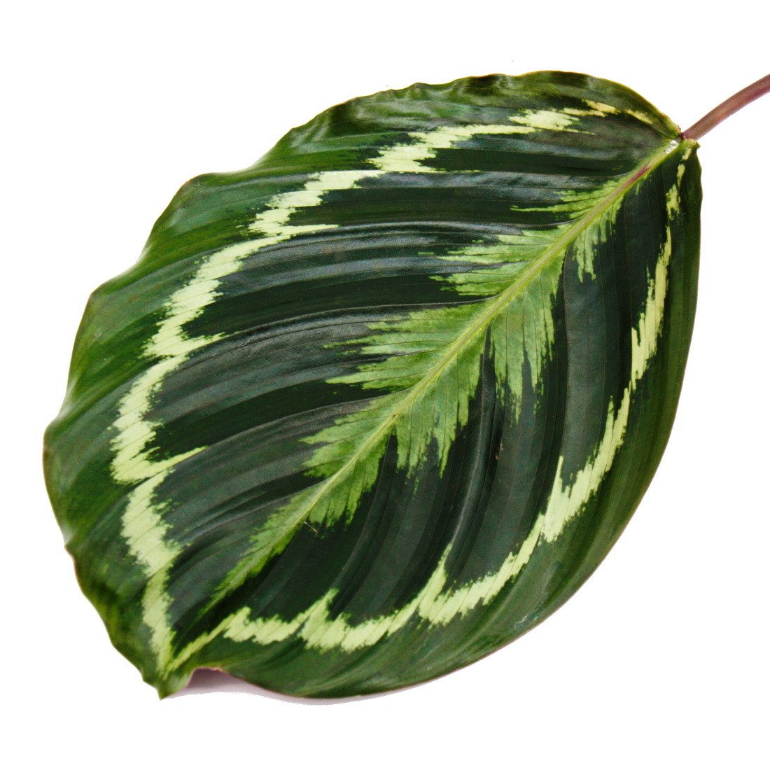 Exotenherz Zimmerpflanze Schattenpflanze mit ausgef. Blattmuster Calathea M günstig online kaufen