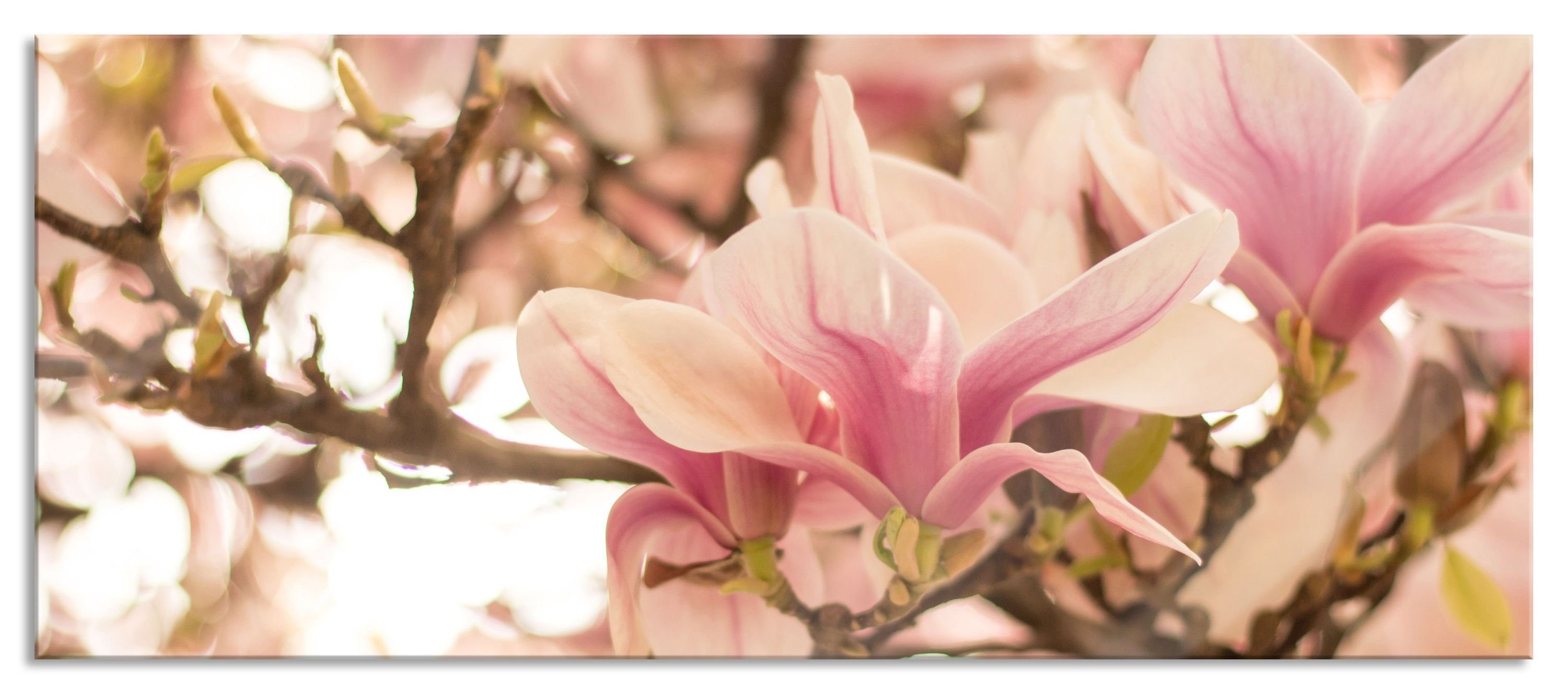 Rosa Magnolienblüten (1 Frühling Frühling, inkl. Glasbild Echtglas, im aus Glasbild Abstandshalter Aufhängungen Pixxprint Magnolienblüten St), im und Rosa