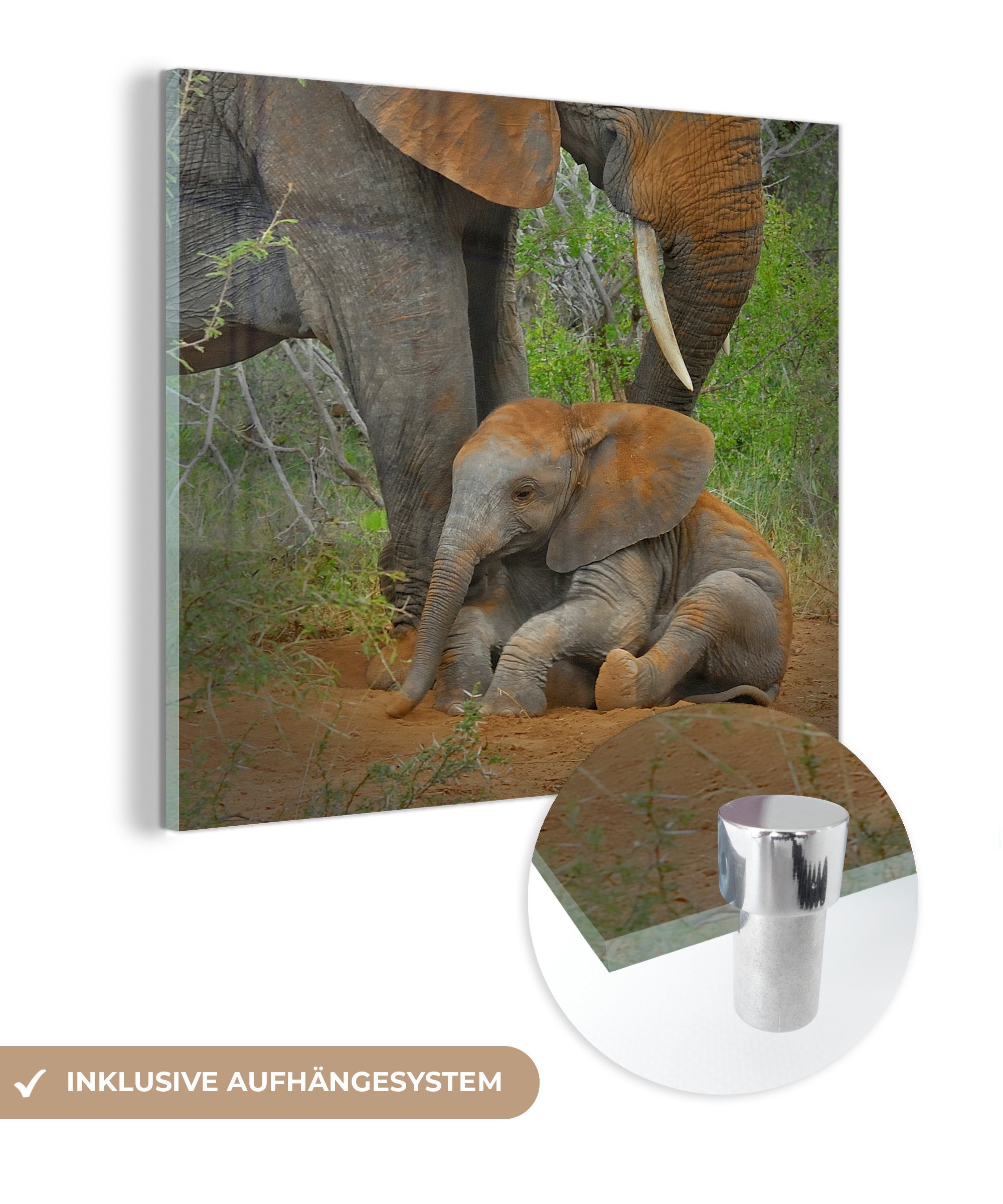 MuchoWow Acrylglasbild Elefant - Tiere - Sand - Natur, (1 St), Glasbilder - Bilder auf Glas Wandbild - Foto auf Glas - Wanddekoration