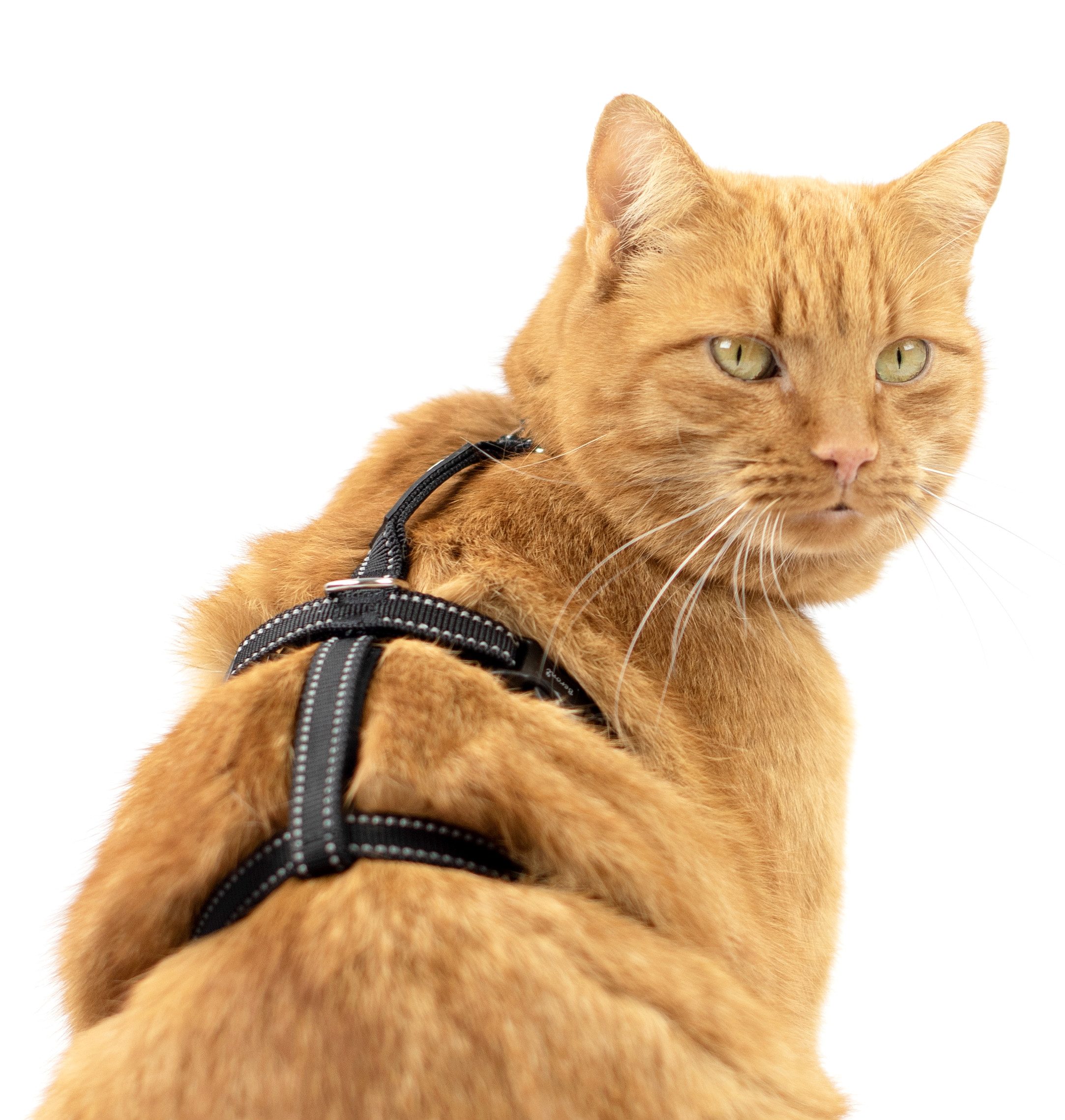 Beroni Sicherheitsgeschirr Katzengeschirr Beroni Safety Harness günstig online kaufen