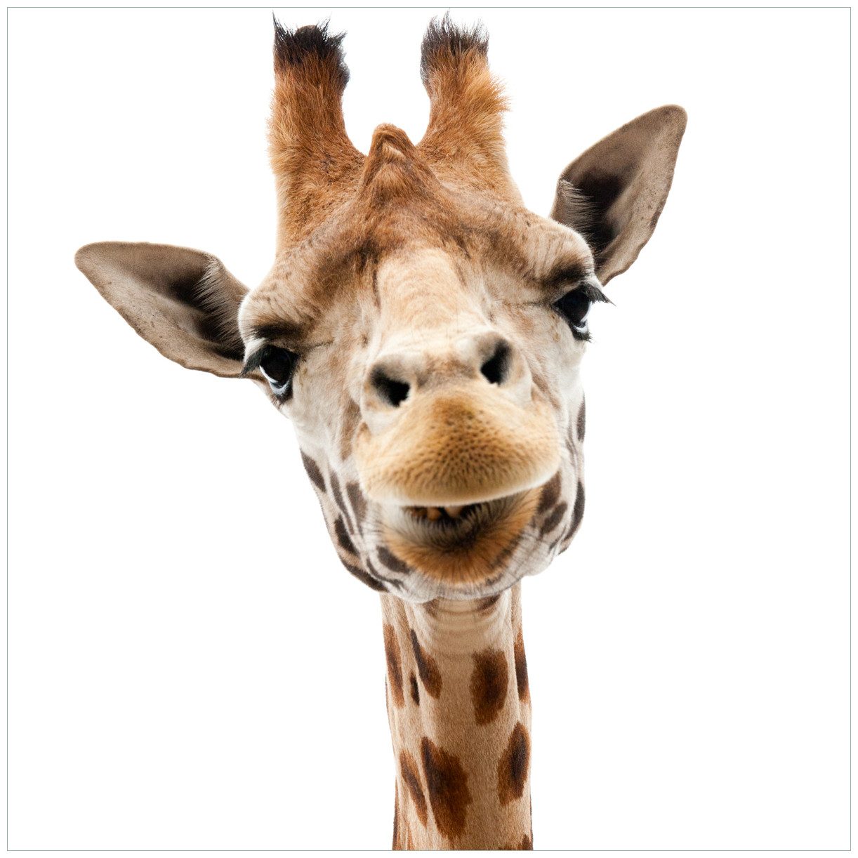 Wallario Tischplatte Giraffenkopf (1 St), für Ikea Lack Tisch geeignet