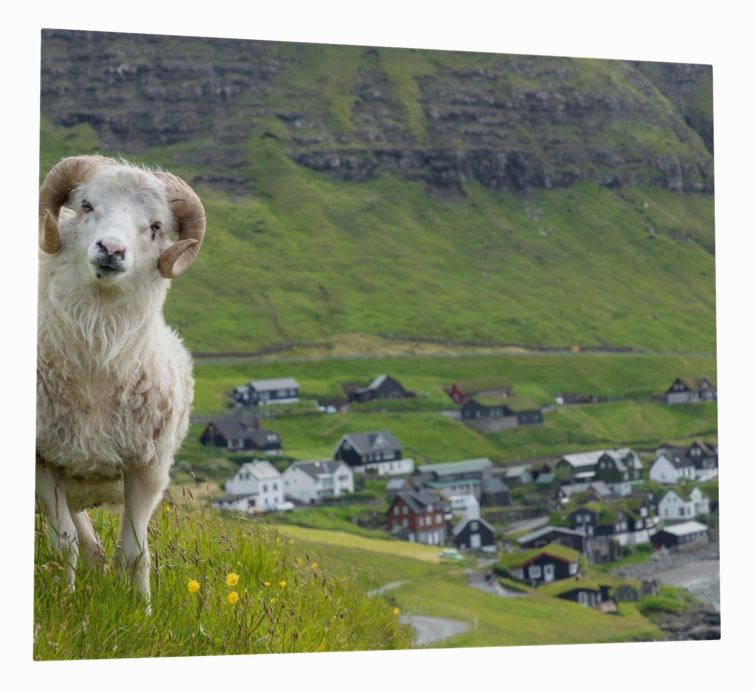 Wallario Herd-Abdeckplatte Wildes Schaf in der Natur, ESG-Sicherheitsglas, (Glasplatte, 1 tlg., inkl. 5mm Noppen), verschiedene Größen