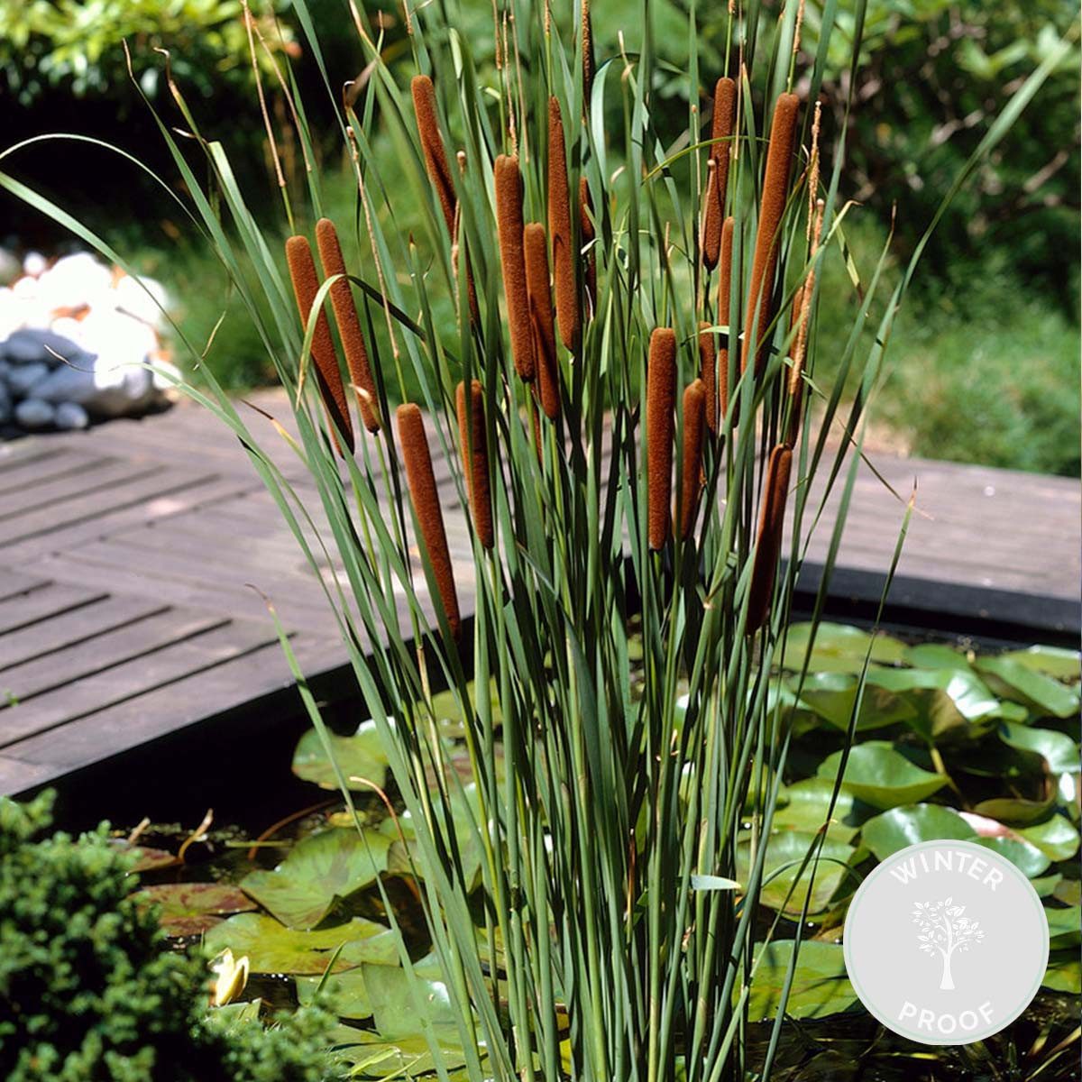 Bloomique Wasserpflanze Bloomique - Typha Latifolia - Breitblättriger Rohrkolben - Teichpflanz, 1 St.