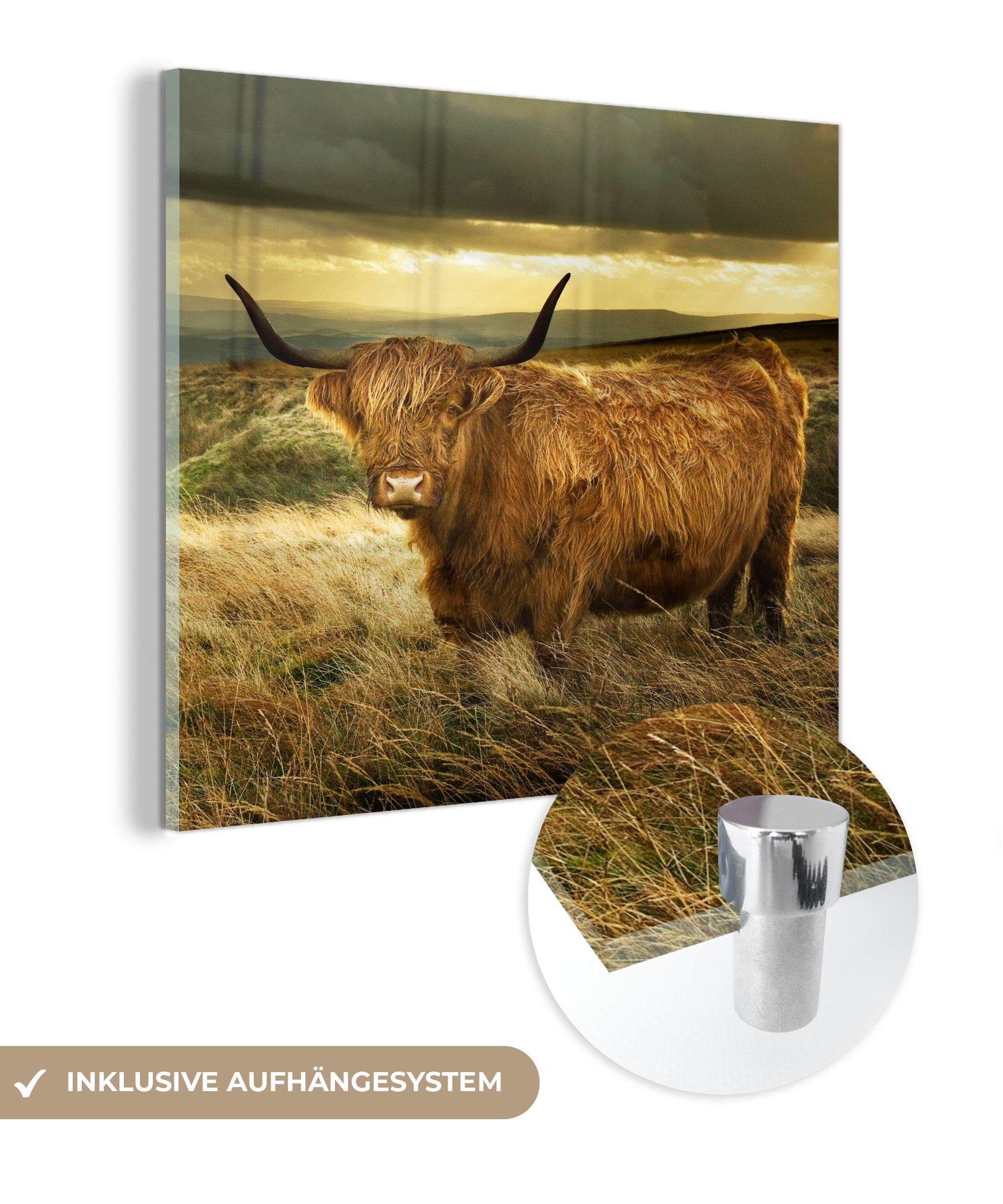 MuchoWow Acrylglasbild Schottische Highlander - Licht - Natur, (1 St), Glasbilder - Bilder auf Glas Wandbild - Foto auf Glas - Wanddekoration