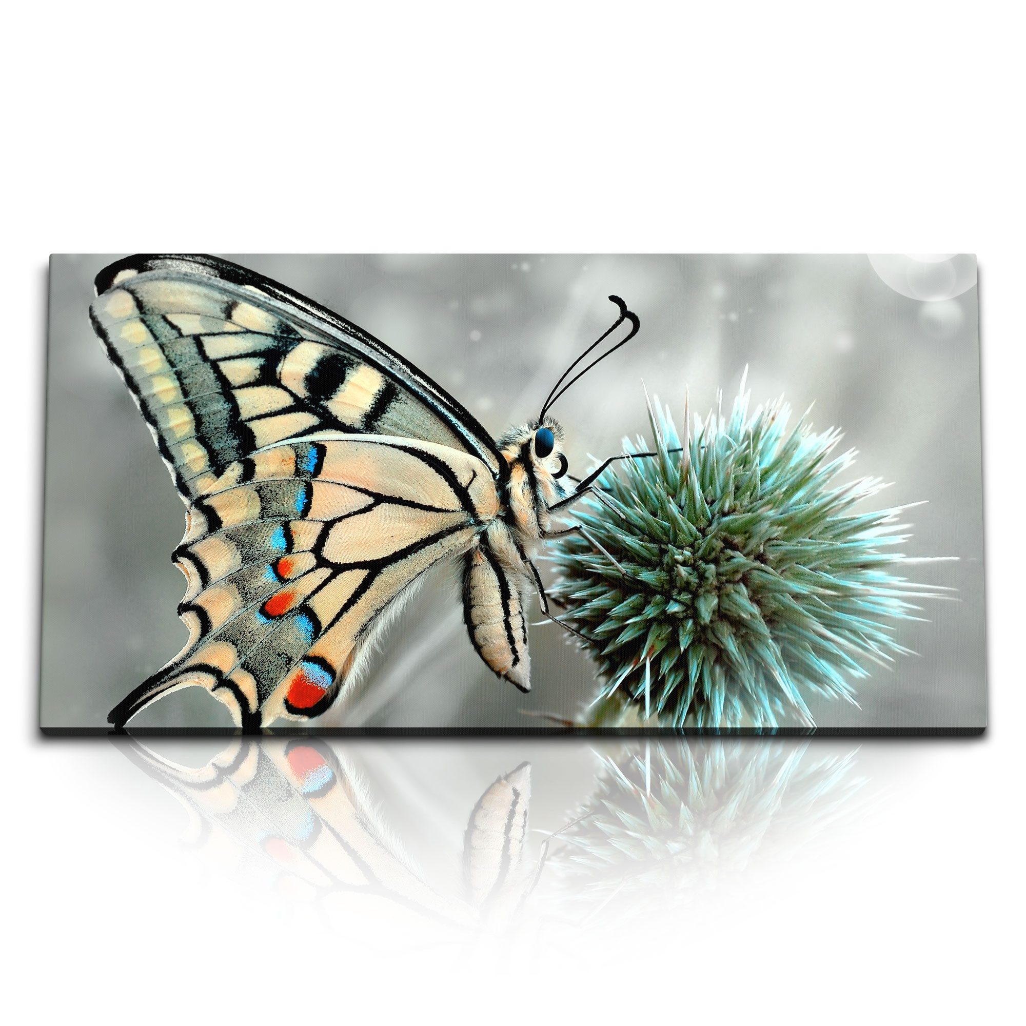 Leinwandbild Kunstdruck Bilder 120x60cm Makrofotografie Schmetterling Tierfotografi