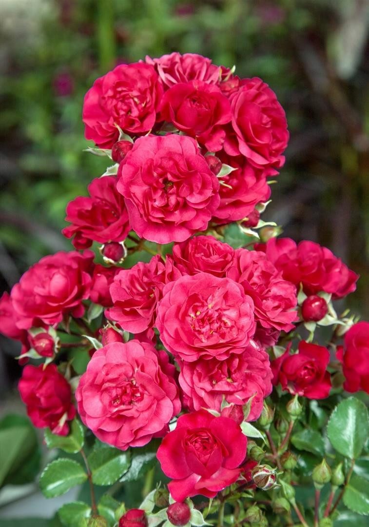 Pflanzen für Dich Rose Rosa Gärtnerfreude