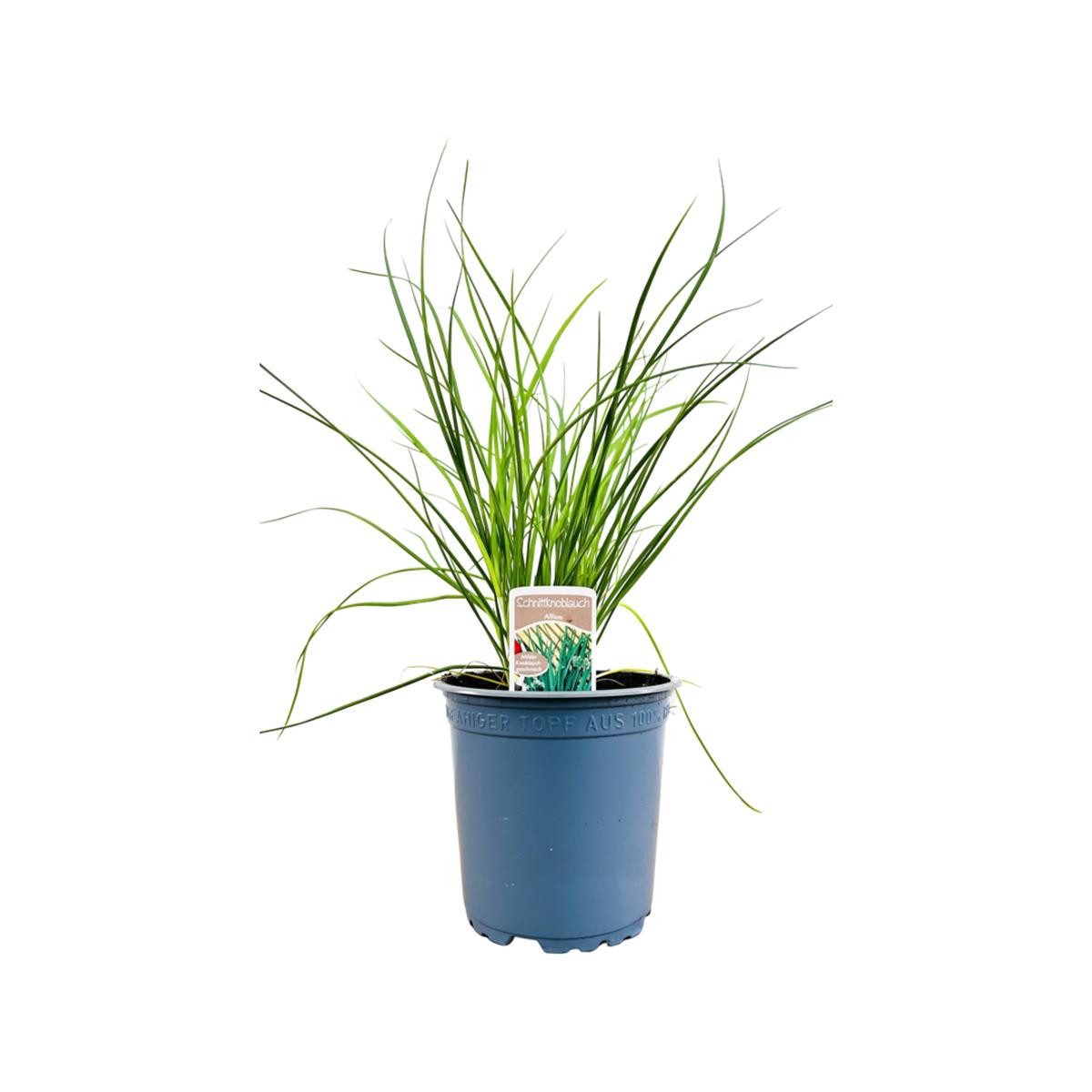 Pflanzen für Dich Staude Allium tuberosum Knolau, 1 St., Schnittknoblauch, Chinesischer Schnittlauch, Knolau