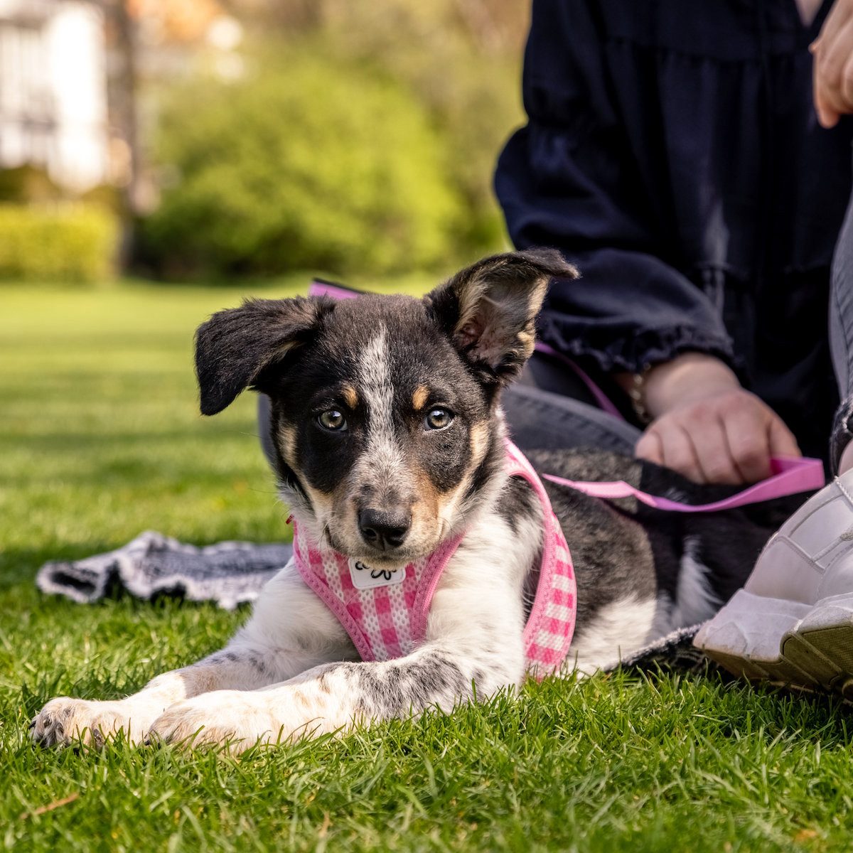 Curli Hunde-Geschirr Clasp Vest Geschirr Puppy Set pink-caro