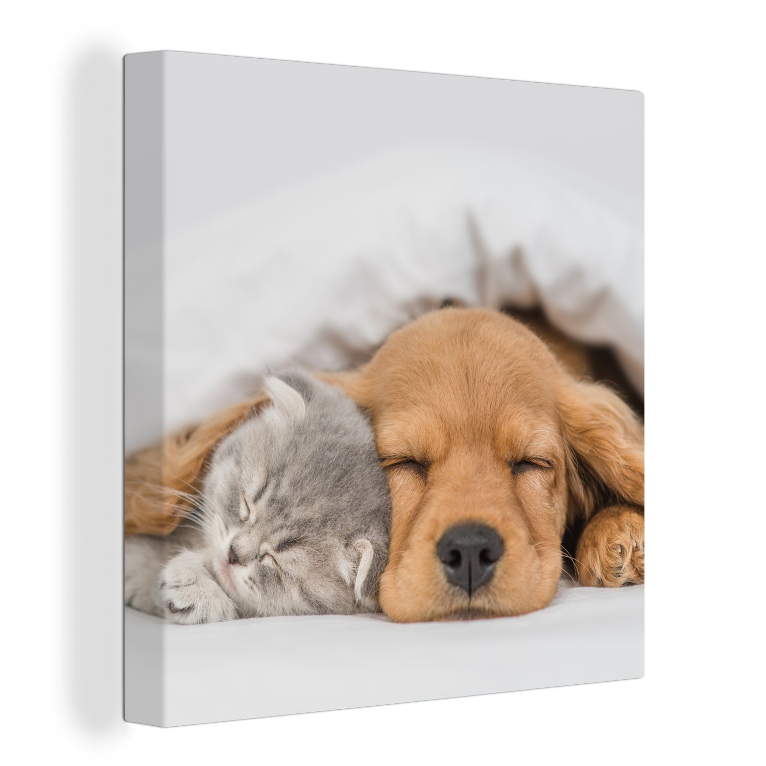 OneMillionCanvasses® Leinwandbild Haustiere - Hund - Katze - Decke, (1 St), Leinwand Bilder für Wohnzimmer Schlafzimmer