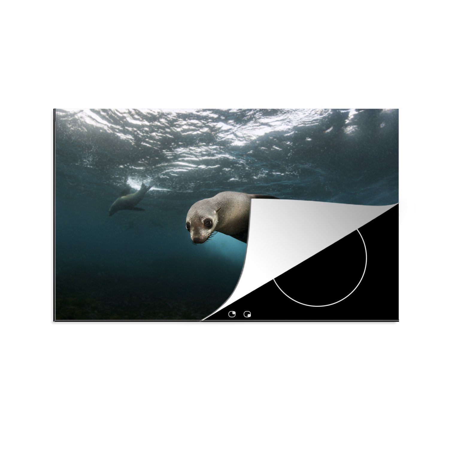 MuchoWow Herdblende-/Abdeckplatte Junge Robbe im Atlantischen Ozean, Vinyl, (1 tlg), 81x52 cm, Induktionskochfeld Schutz für die küche, Ceranfeldabdeckung
