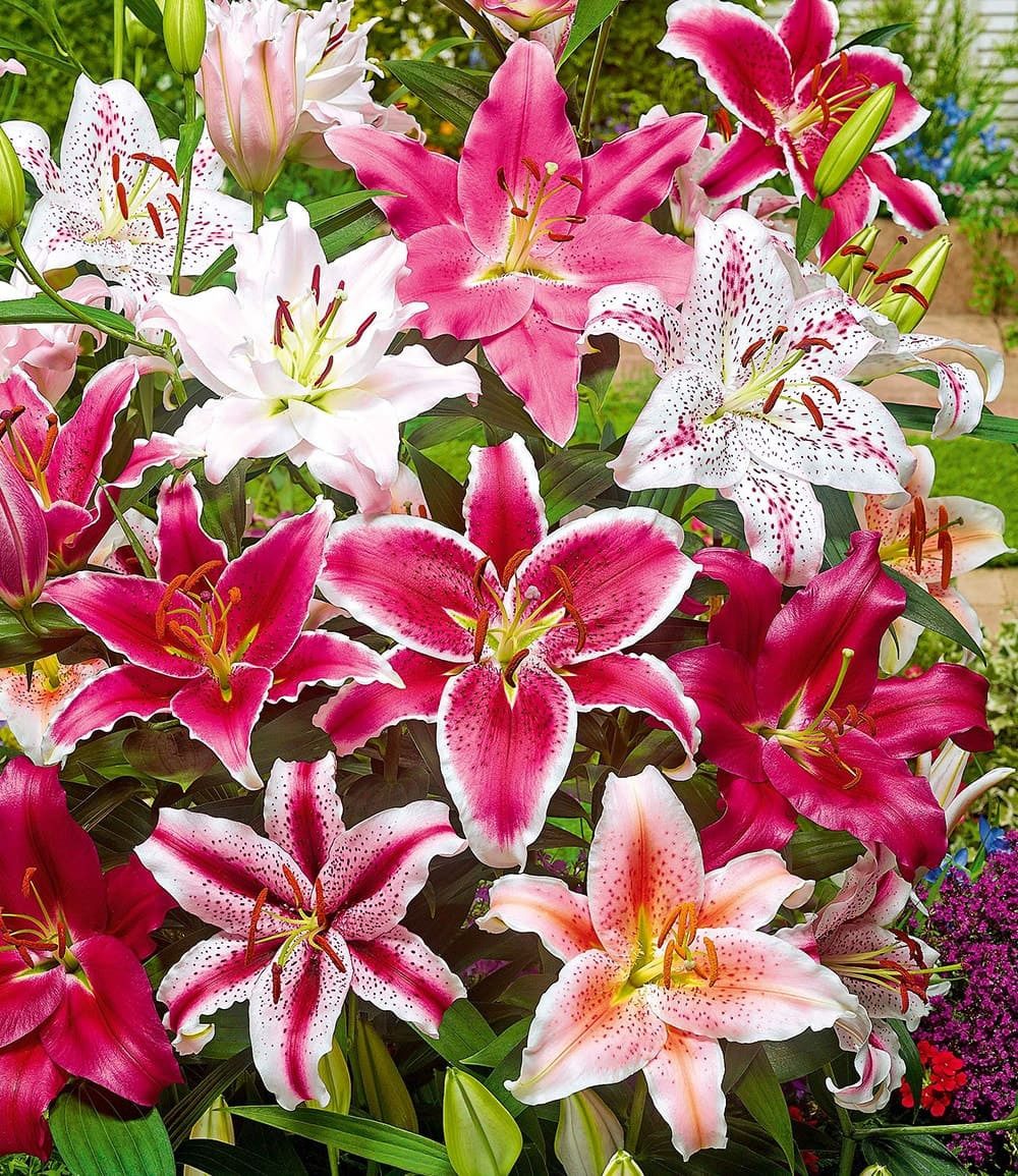 BALDUR Garten Blumenzwiebeln Lilien-Mix 'Parfum', Liliengewächse,duftend, großblütig,winterhart, mehrjährig