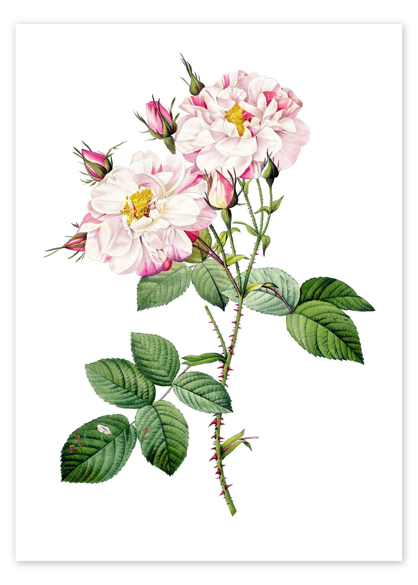 Posterlounge Wandbild Damastener Rose, Pierre Joseph Redouté, erhältlich als Poster, Leinwandbild, Wandsticker oder Acrylglasbild