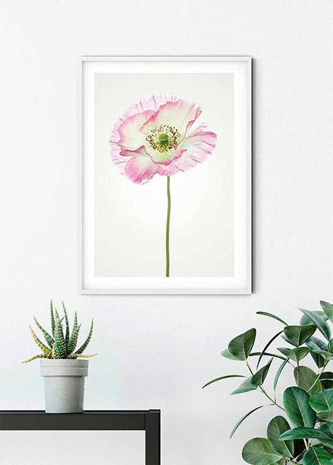 Komar Poster Poppy, Blumen Kinderzimmer, Schlafzimmer, (1 Wohnzimmer St)