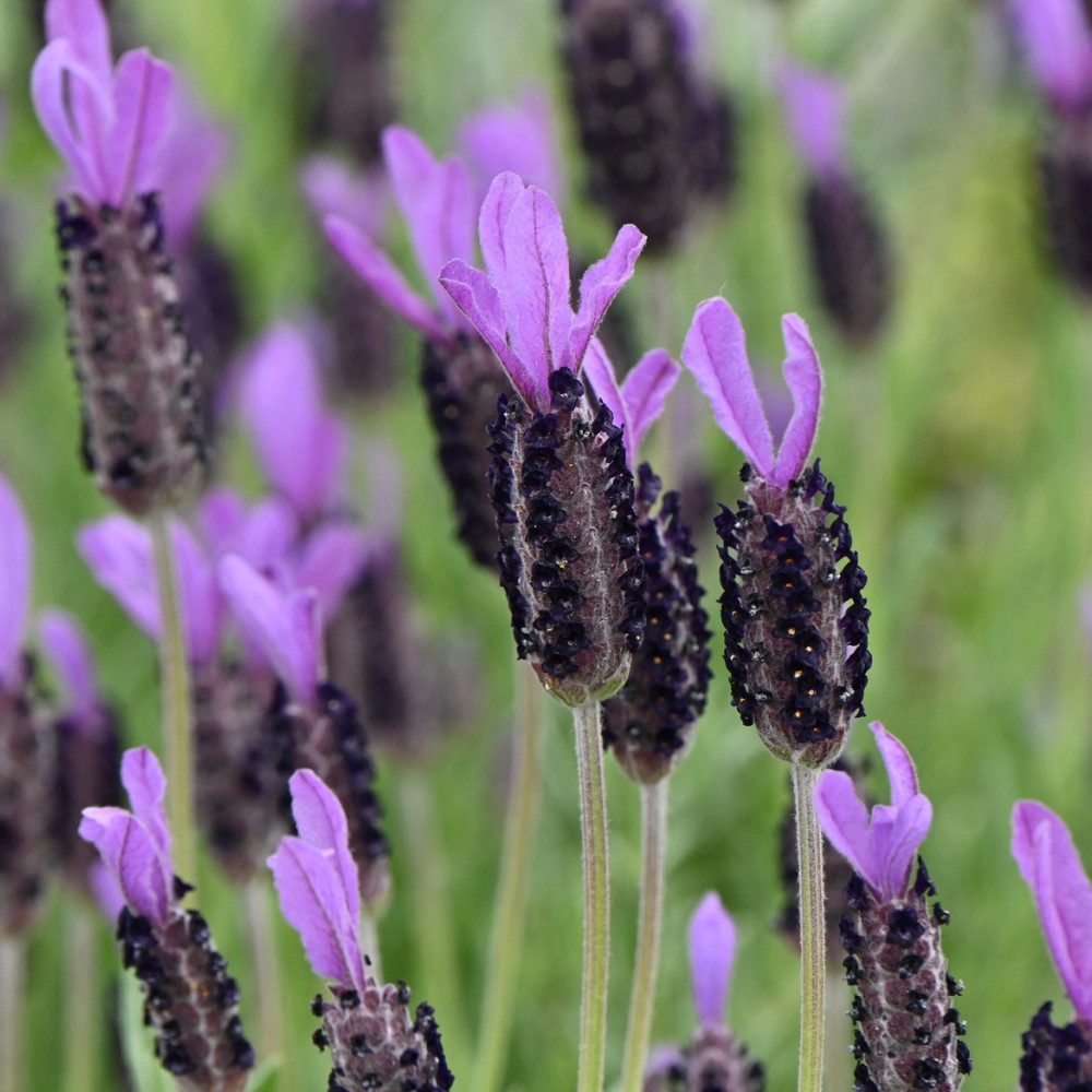 NatureNest Kübelpflanzen Französischer Lavendel violett Set 3 Pflanzen Lavandula stoechas