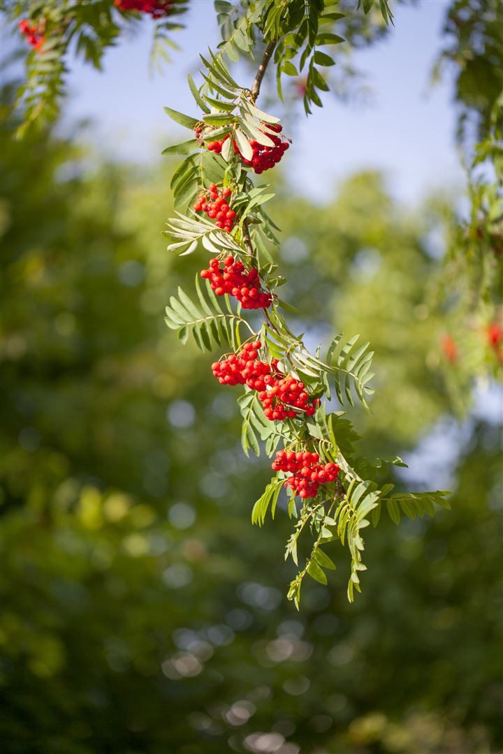 Pflanzen für Dich Baum Sorbus aucuparia, 1 St., Eberesche, Vogelbeere, rote Beeren, vogelfreundlich