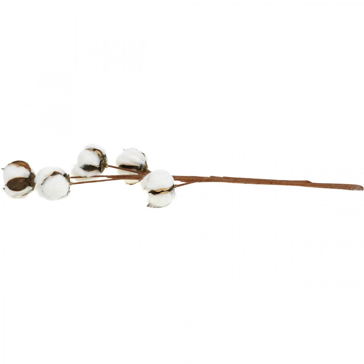Trockenblume Baumwollzweig Deko Echte Baumwolle Dekozweig 5 Köpfe 50cm für, Florists Products, Höhe 6 cm – Bild 5 von 5