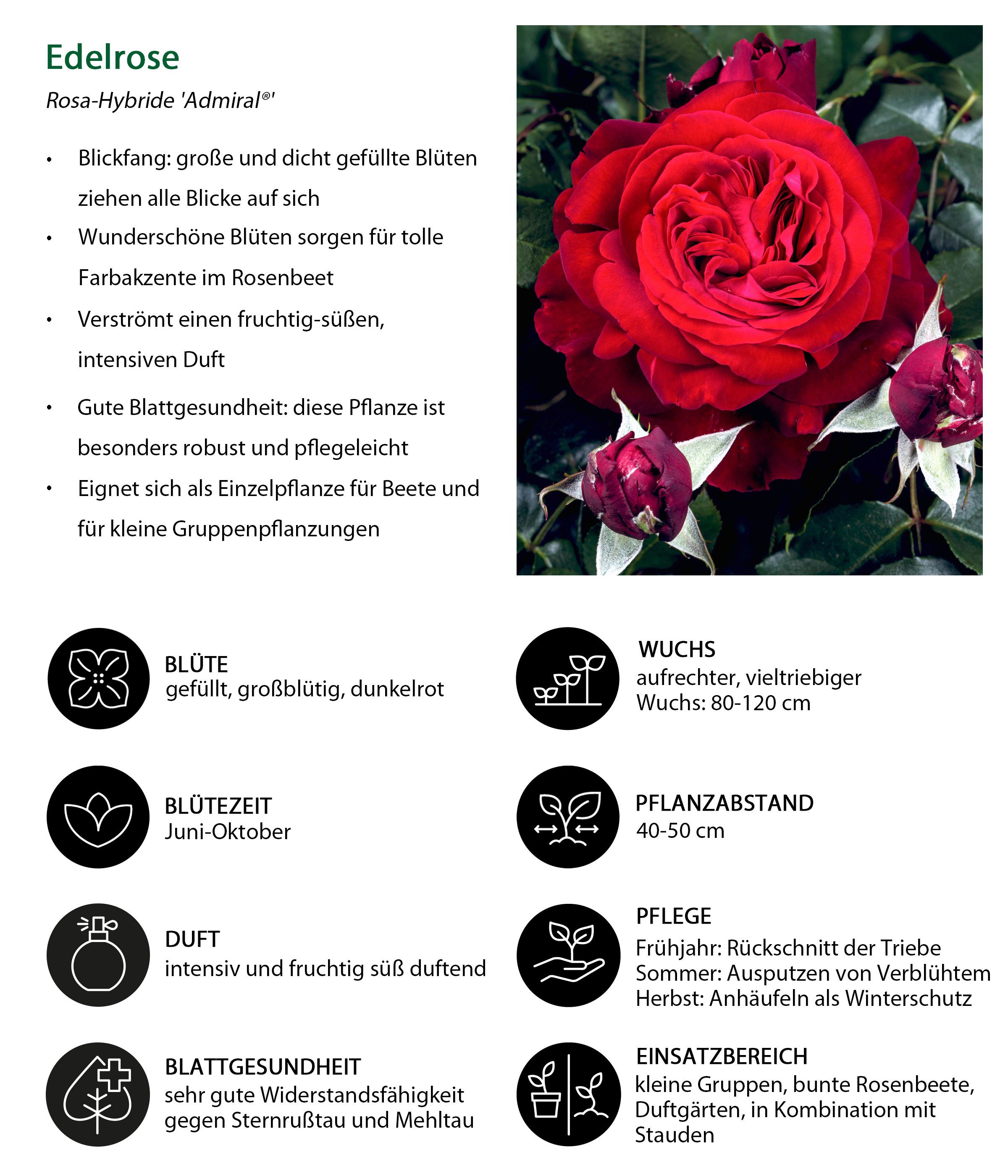 Dehner Rose Nostalgie®-Edelrose Admiral®, rote Blüten, groß und dichtgefüllt, Züchter Tantau