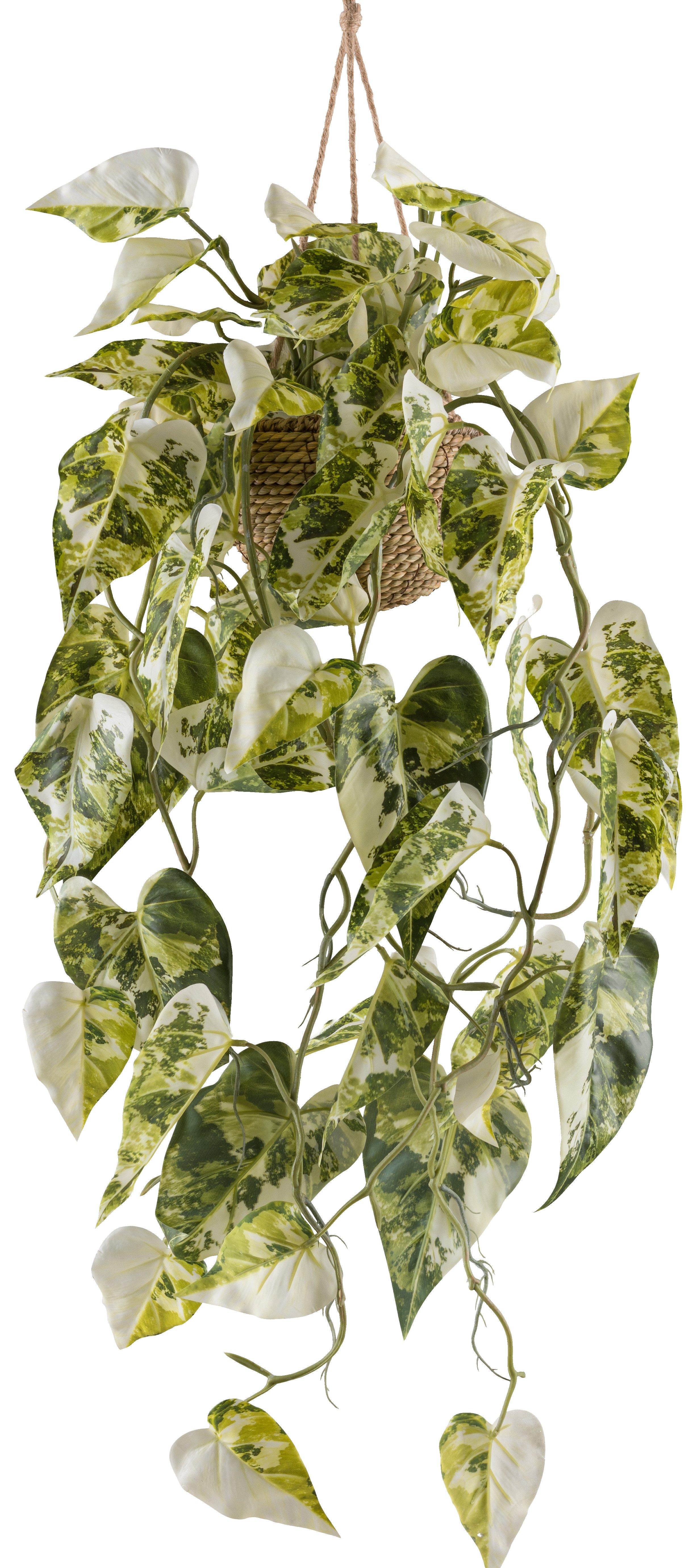 Kunstpflanze Syngonium, Creativ green, Höhe 80 cm, mit Hängetopf günstig online kaufen