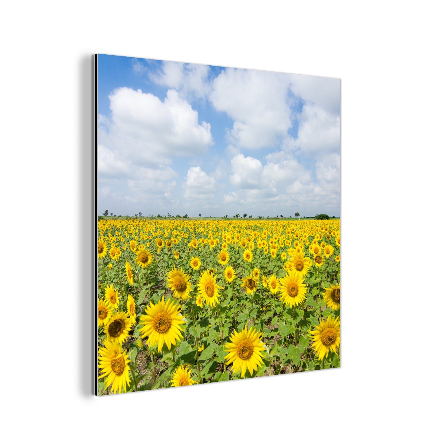 MuchoWow Metallbild Sonnenblumen - Blumen - Wolken - Natur - Gelb - Landschaft, (1 St), Alu-Dibond-Druck, Gemälde aus Metall, Aluminium deko