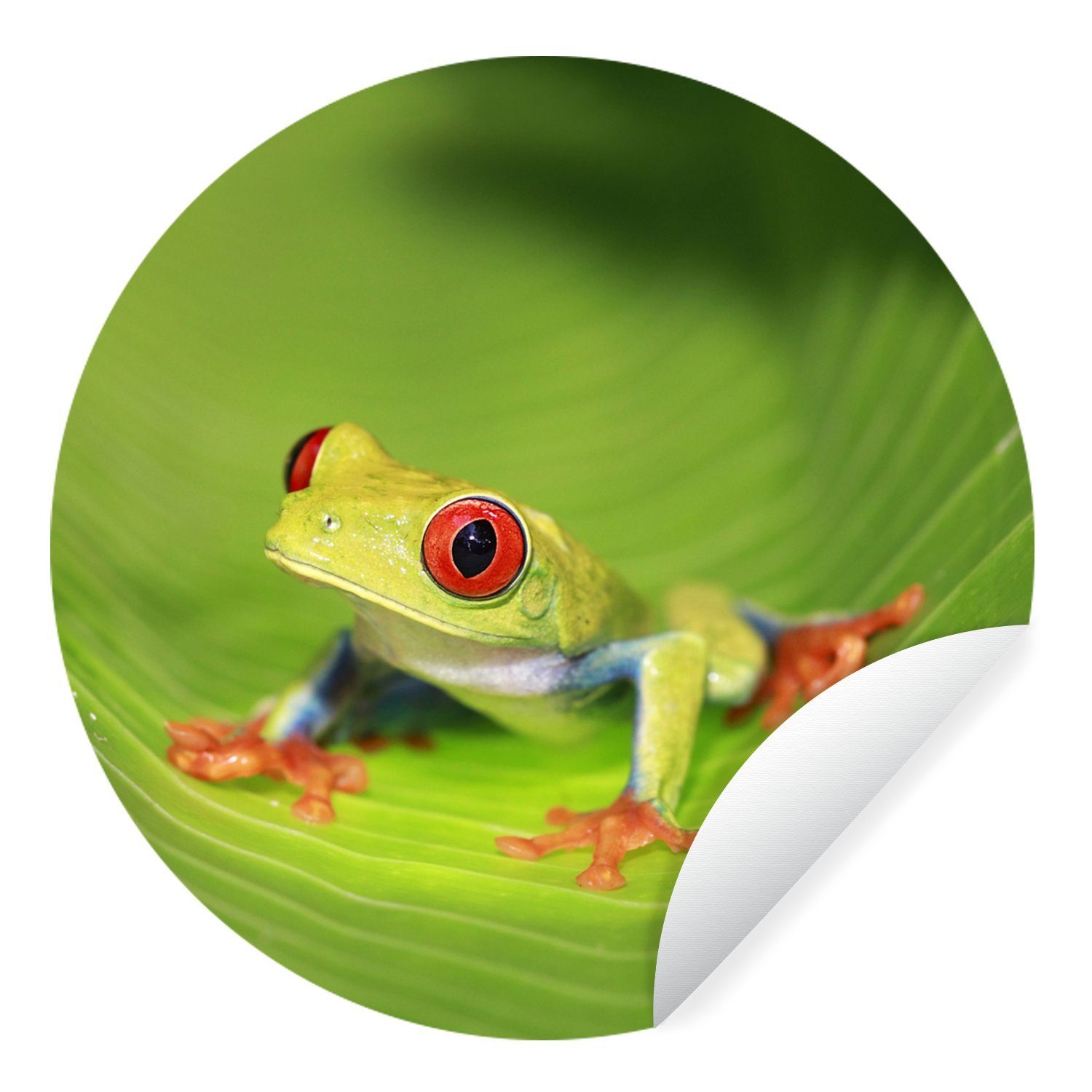 MuchoWow Wandsticker Rotaugen-Ara-Frosch auf einem Blatt in Costa Rica (1 St), Tapetenkreis für Kinderzimmer, Tapetenaufkleber, Rund, Wohnzimmer