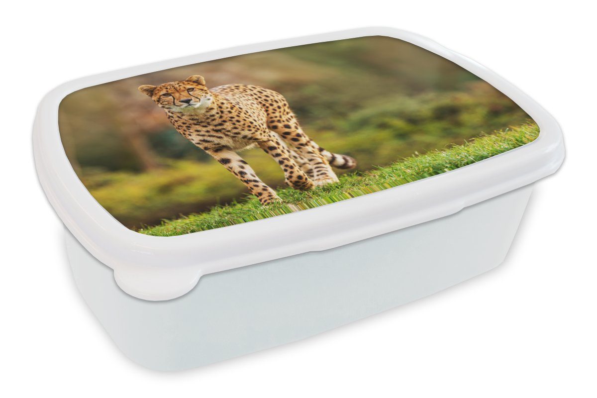 (2-tlg), Jungs Brotbox Kinder Gras und Wildtiere MuchoWow Kunststoff, Natur, Leopard Brotdose, weiß - für - Erwachsene, Lunchbox für - Mädchen und