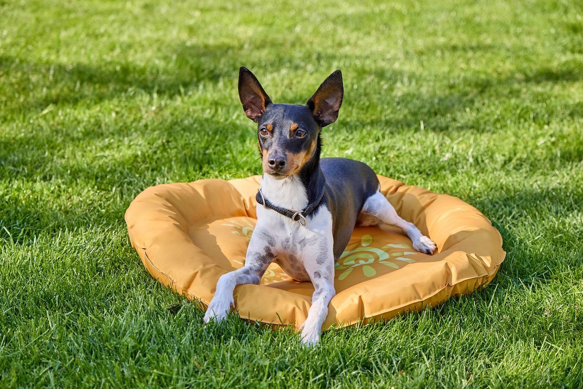 Wolters Hundematte Summerly Kühlmatte curry gelb günstig online kaufen