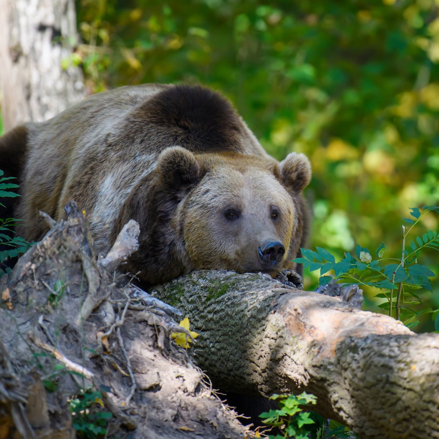 Wallario Möbelfolie Bär im Wald