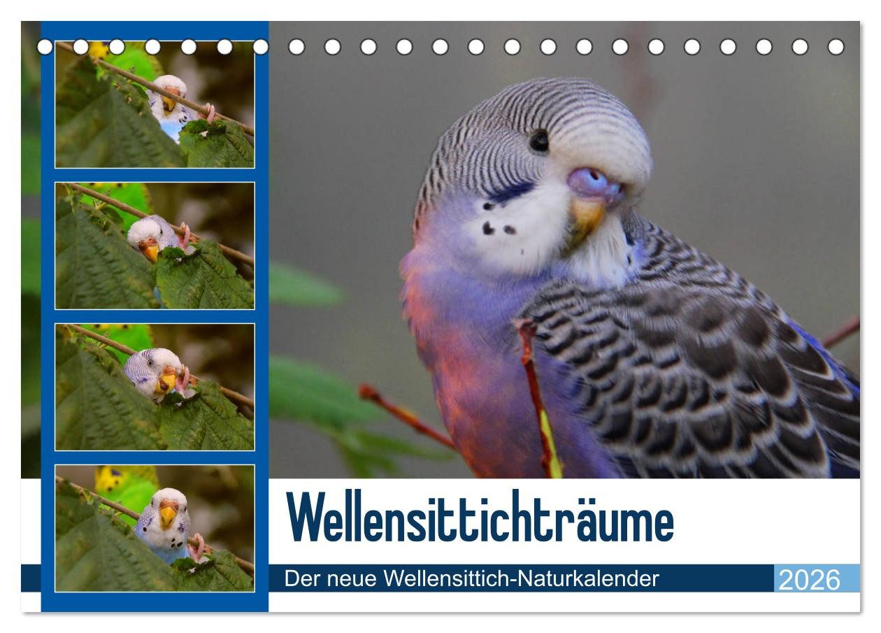 CALVENDO Wandkalender Wellensittichträume - Der neue Wellensittich-Naturkalender (Tischkalen