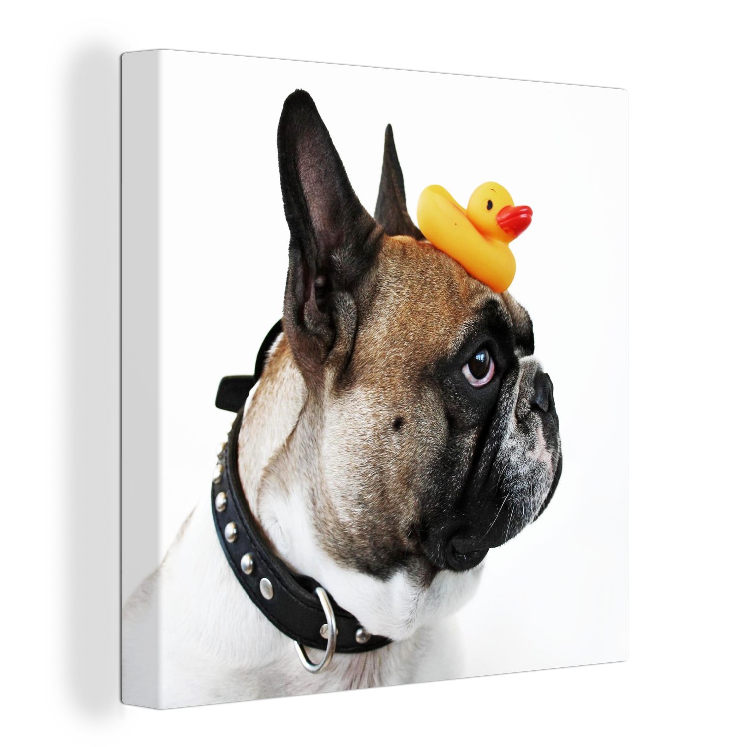 Sonderangebote OneMillionCanvasses® Leinwandbild Gummi-Ente - (1 St), Leinwand Hund - weiß, Wohnzimmer Schlafzimmer für Bilder