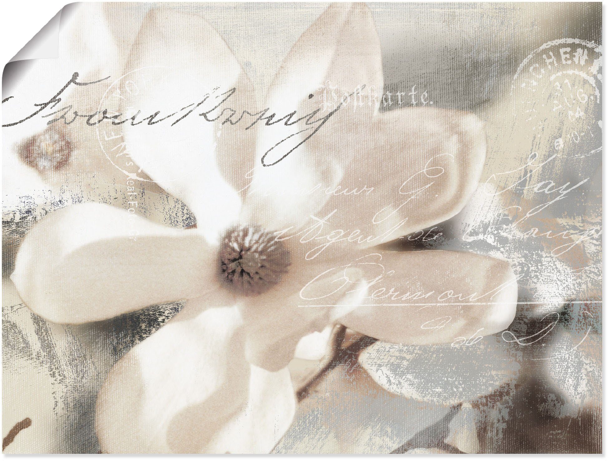 Artland Wandbild »Magnolie_Detail«, Blumenbilder (1 Stück), in vielen Größen & Produktarten - Alubild / Outdoorbild für den Außenbereich, Leinwandbild, Poster, Wandaufkleber / Wandtattoo auch für Badezimmer geeignet-Otto