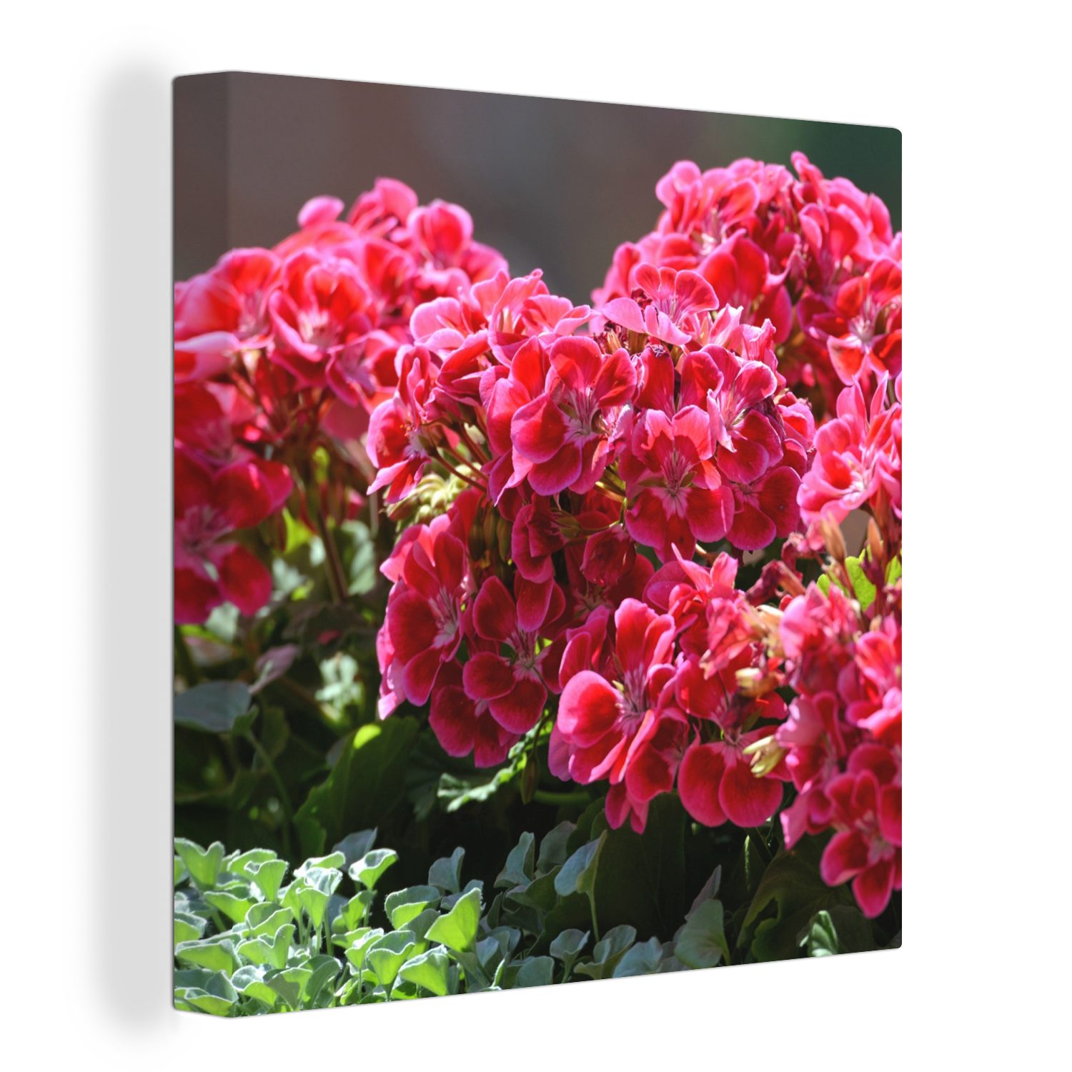 Garten, Geranienblüten (1 Wohnzimmer in Leinwand Leinwandbild Rote St), für Schlafzimmer OneMillionCanvasses® Bilder einem